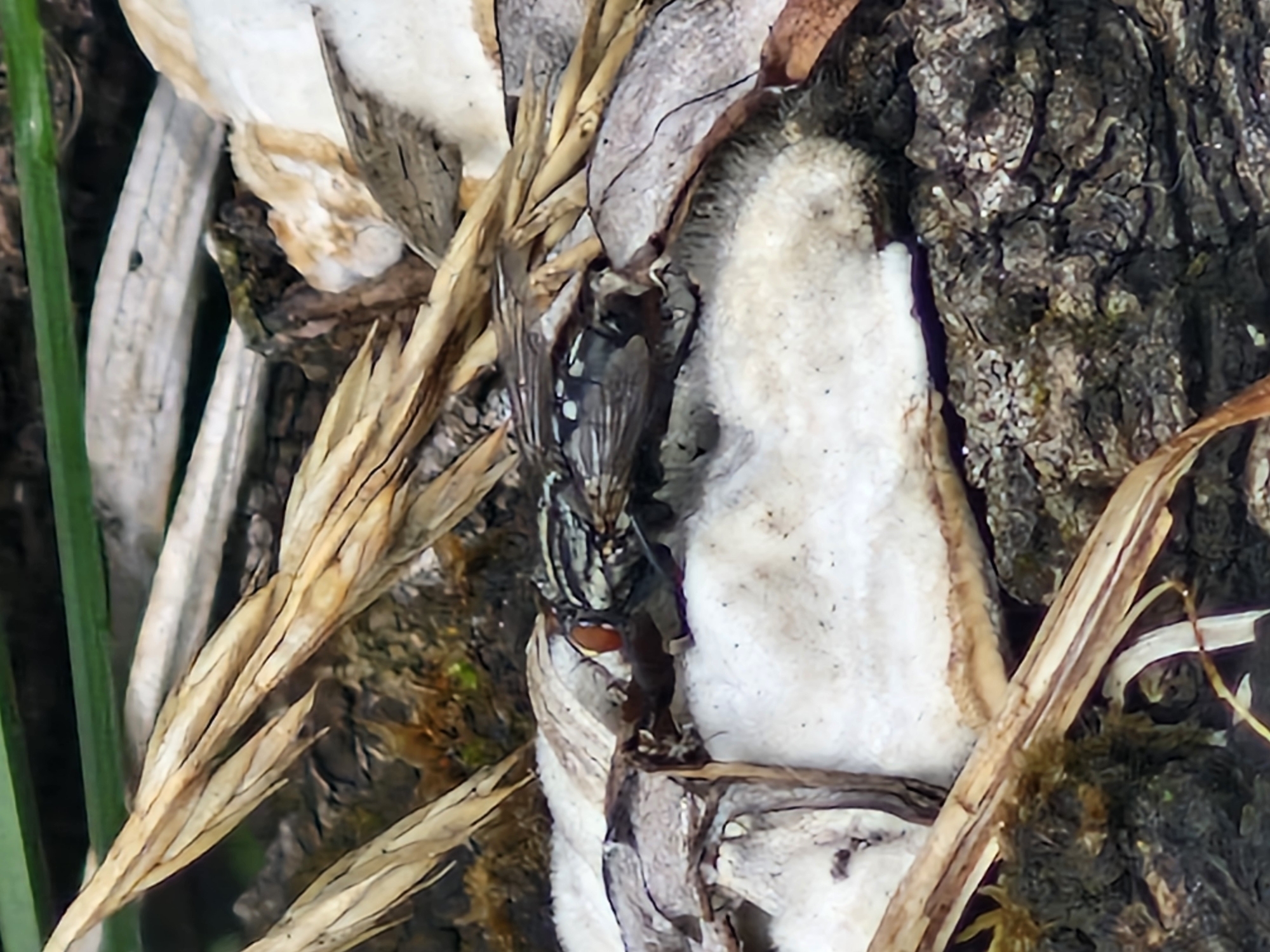 The image shows a close-up view of a fly resting on decomposing organic matter, likely in a natural or semi-natural environment. The fly, with visible red eyes and patterned wings, is positioned on a light-colored, somewhat fuzzy substance that appears to be fungal growth or decaying plant material. Surrounding the fly are dry, elongated plant stems or leaves and textured dark bark. The background is blurred, with hints of green foliage suggesting an outdoor setting. The overall scene depicts an insect in its natural habitat, interacting with elements of decay and organic decomposition. No specific location within the city of Ķekava, Latvia, can be identified from the image itself.