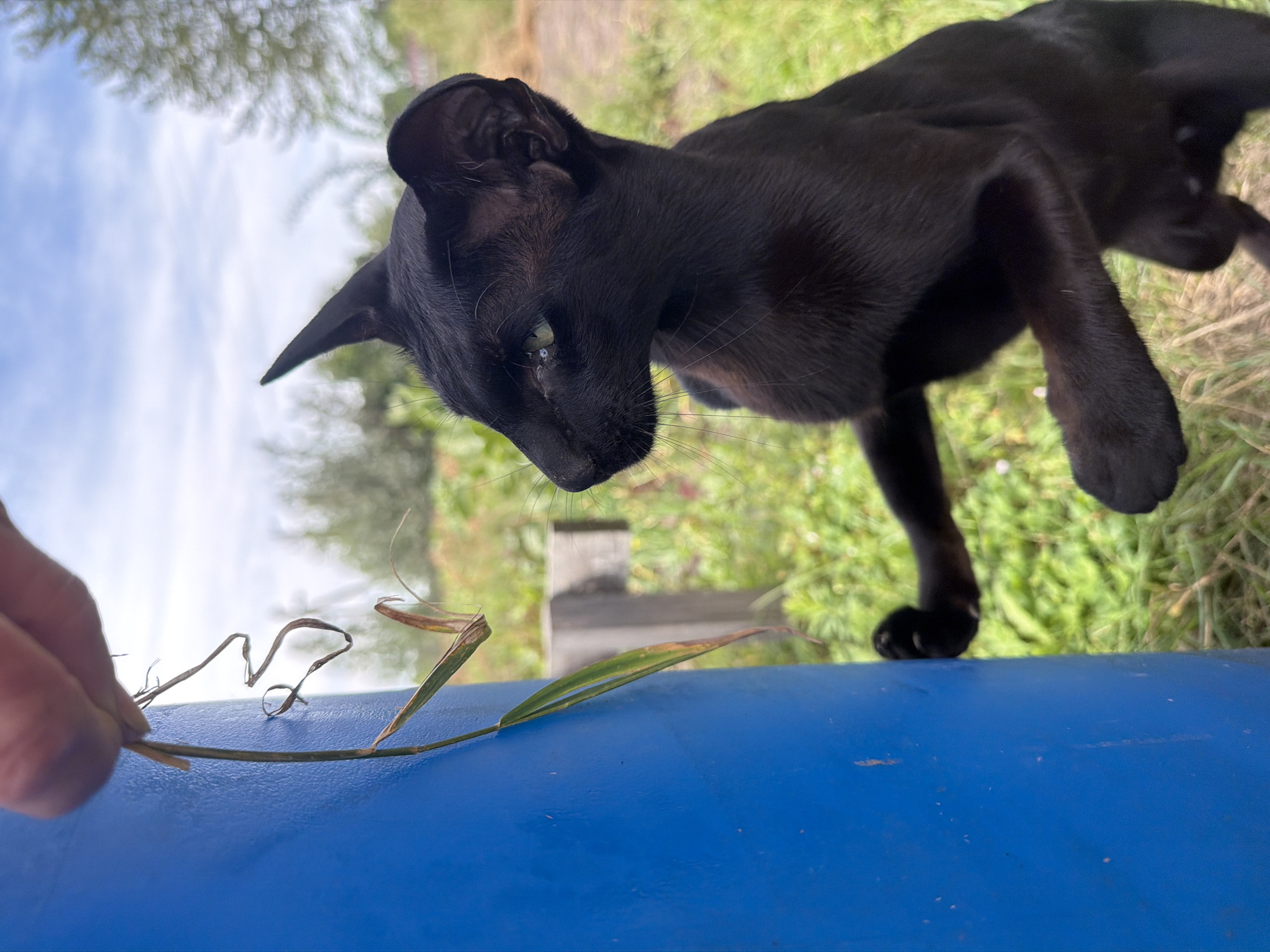 An all-black Oriental Shorthair kitten, with large, pointed ears and striking green eyes, stands on its hind legs, reaching out to touch a dry stalk of grass held by a human hand. The kitten is positioned on the right side of the frame, facing left, with its front paws resting on a large, blue cylindrical object. The background features a grassy area with scattered vegetation and a wooden post, under a partly cloudy sky. The scene appears to be outdoors, possibly in a backyard or rural setting, and does not contain any recognizable landmarks of Novosibirsk, Russia.