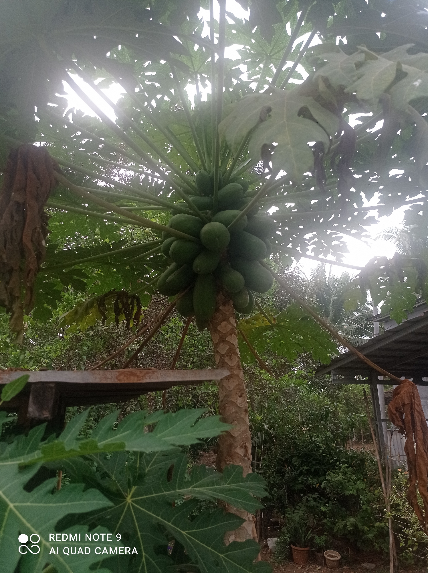 The image shows a papaya tree with a cluster of green papayas growing on its trunk. The tree is surrounded by dense foliage and appears to be in an outdoor setting, possibly a garden or backyard. In the background, there is a structure with a corrugated metal roof. The scene is bright, suggesting it is daytime, with sunlight filtering through the leaves. The watermarks in the bottom left corner indicate the image was taken with a Redmi Note 9 AI Quad Camera. The location is identified as Cipawon, Indonesia.