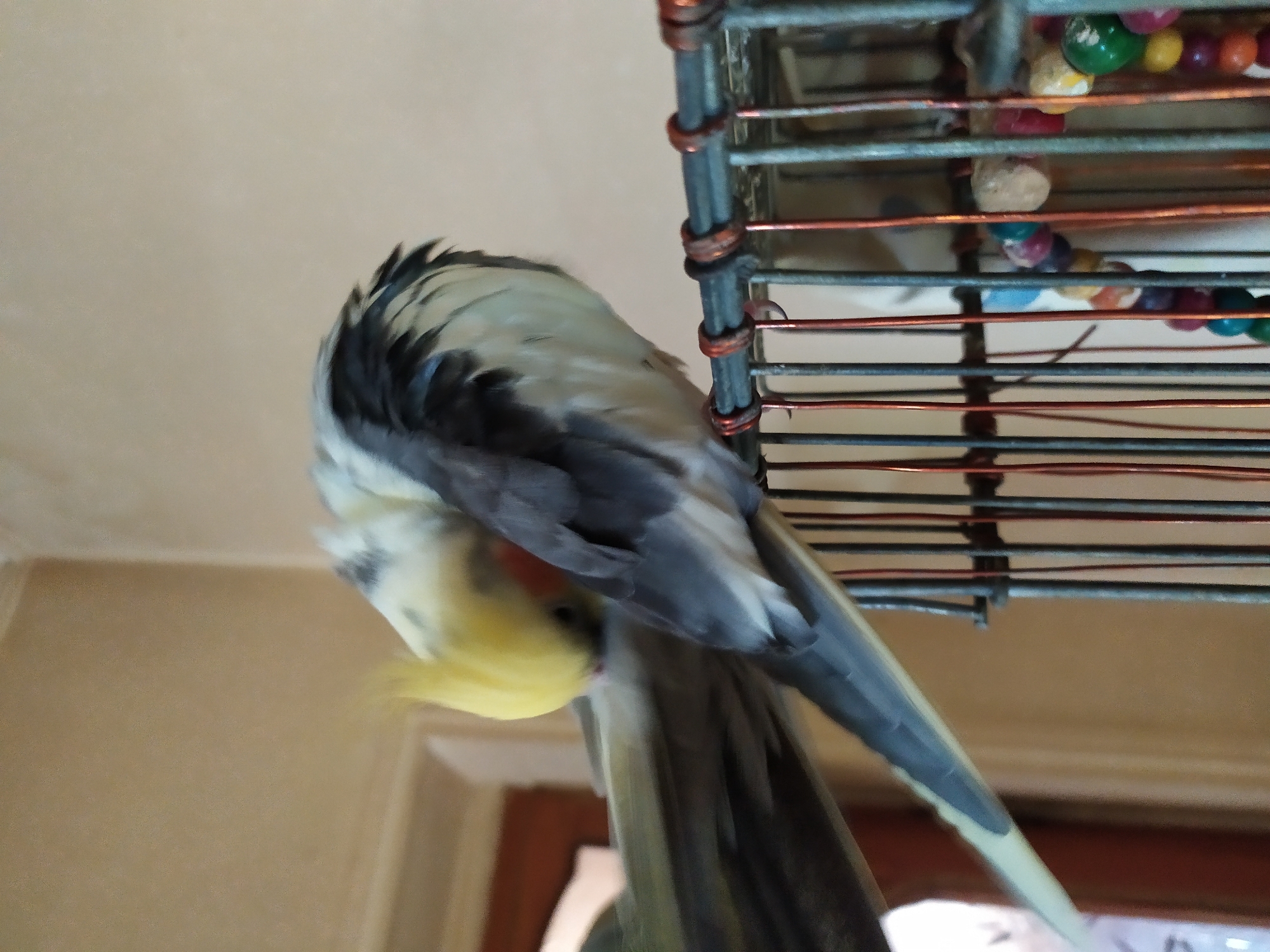 The image shows a cockatiel bird perched on the top of a bird cage. The bird is preening its feathers and its head is turned downwards. It has yellow crest feathers and grey and white body feathers. The bird cage is made of metal bars and has colorful beads hanging from it, likely a toy for the bird. The background appears to be an indoor setting with a neutral-colored wall. The lighting suggests it is daytime. There is no information in the image that can identify its location in the city of Bilajari, Azerbaijan.
