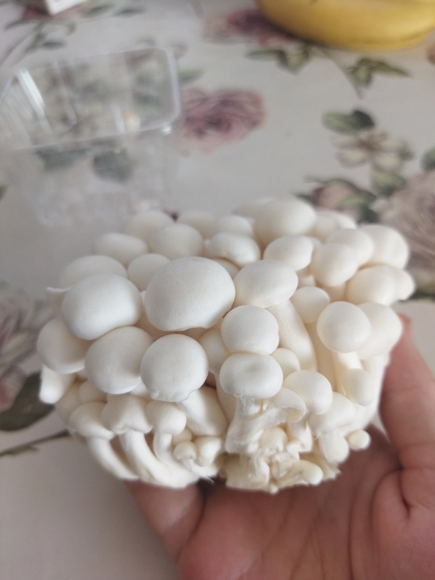 A hand is holding a cluster of white enoki mushrooms. The mushrooms are small and have round caps and long, slender stems. They are arranged in a dense clump, with many individual mushrooms intertwined. The background is a floral-patterned tablecloth. There is also a blurred yellow object, possibly a banana, visible in the upper right corner. A clear plastic container is also visible in the upper left corner, out of focus. The scene appears to be indoors, possibly in a kitchen or dining area. The lighting is natural and soft.