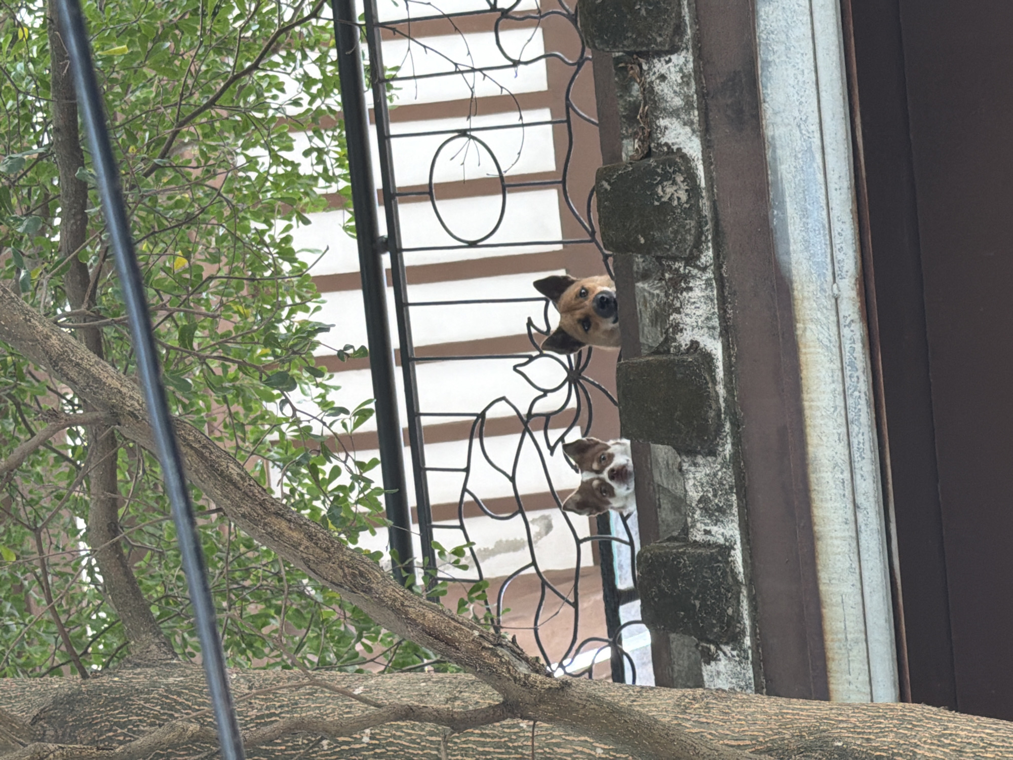 Two dogs are looking over a wall and a balcony railing. The dog on the left has brown and white markings and is peeking from behind a stone pillar. The dog on the right is tan with black ears and is looking directly at the camera. The background shows a building with a brown and white striped facade and a black metal railing. Lush green foliage from a tree is visible in the foreground and above the balcony. The scene appears to be outdoors, likely in a residential area. Given the architecture and vegetation, this image could be in Hoi An, Vietnam, a city known for its traditional architecture and abundance of trees.
