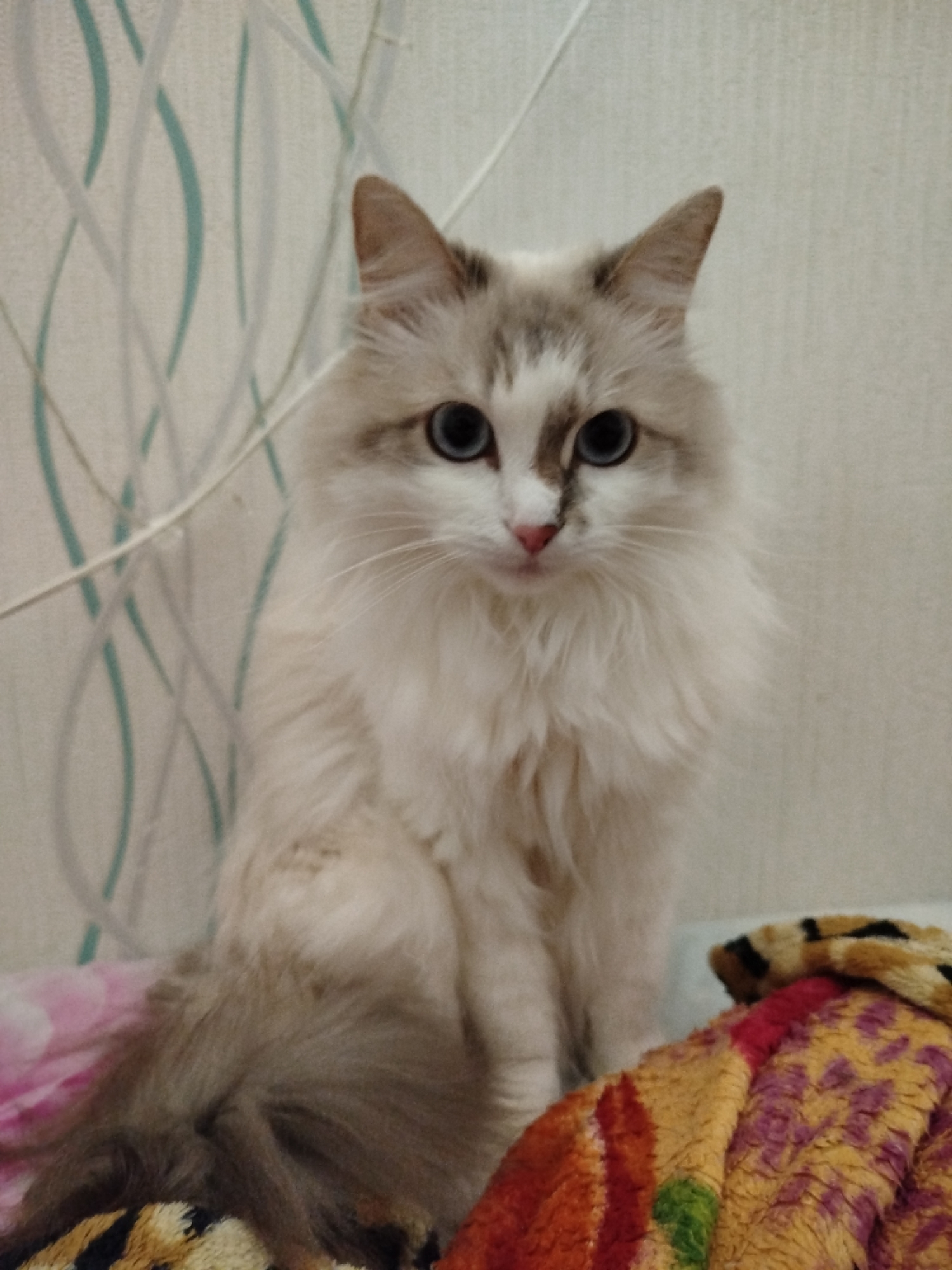 A medium shot captures a fluffy, light-colored cat with blue eyes, sitting on a colorful blanket. The cat's fur is predominantly white, with grey markings on its face and ears. Its large, expressive eyes gaze directly at the camera, and its pink nose is visible. The cat's body is covered in long, soft fur, giving it a gentle and cuddly appearance.
The cat is positioned in the center of the frame, with its body facing forward. The background consists of a wall with a light-colored, textured wallpaper featuring a subtle, wavy pattern in a pale teal color. A thin white wire is visible running vertically on the left side of the background, partially obscuring the wallpaper.
In the foreground, the cat is resting on a patterned blanket. The blanket displays vibrant stripes of orange, red, yellow, and purple, with some green accents. Part of another blanket with a black and tan animal print is also visible beneath the cat's tail. The lighting appears to be indoor, with a soft, diffused light source. The overall impression is a peaceful, domestic scene, with the cat as the sole subject. There is no visible text in the image.