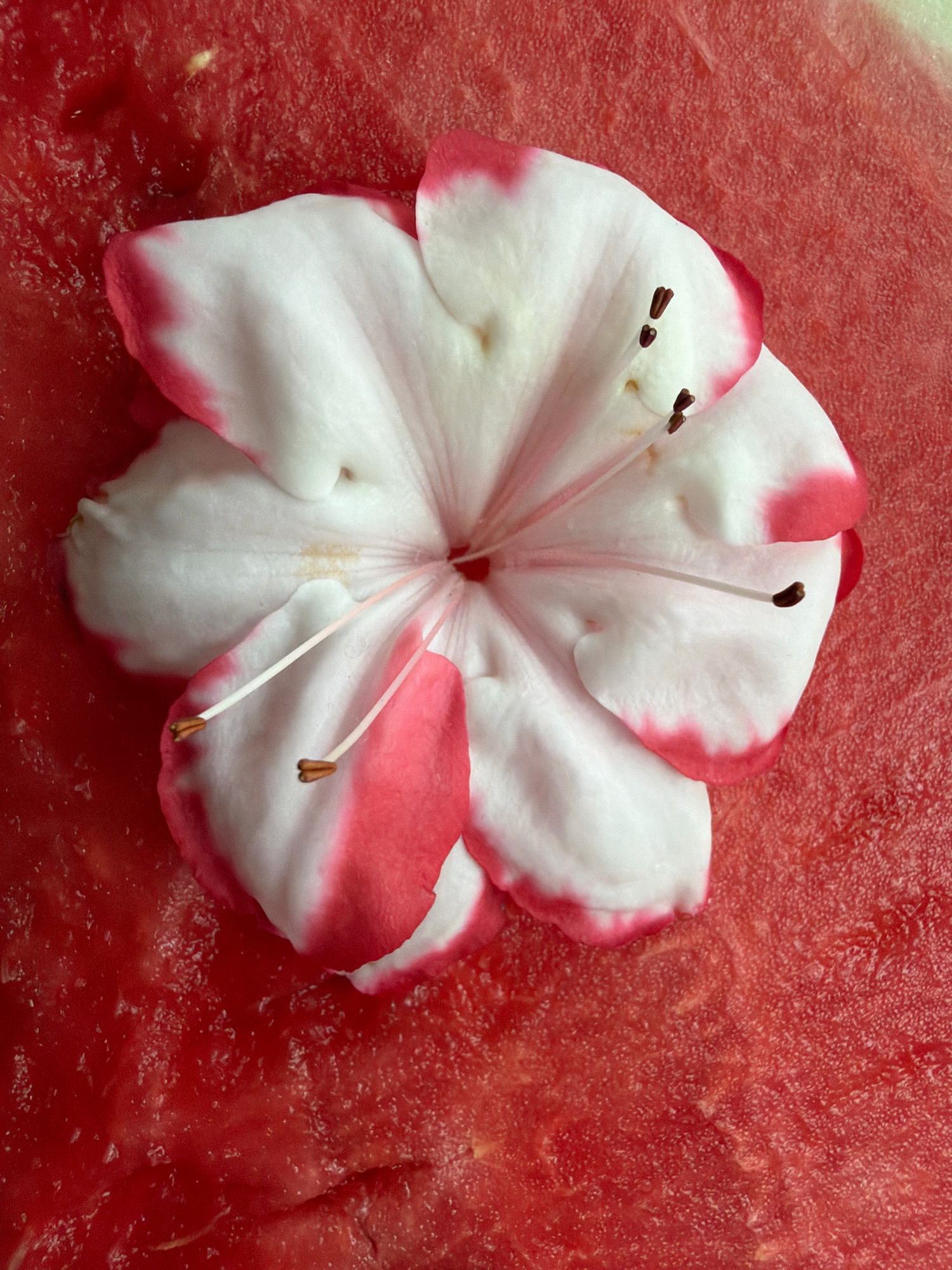 A close-up, top-down view captures a single white and pink flower resting on a textured, red surface. The flower, with its delicate white petals edged in bright pink, displays several dark stamens and thin, light-colored pistils. The red surface beneath appears to be the flesh of a watermelon, characterized by its slightly bumpy texture and subtle variations in color, suggesting a natural, possibly food-related context. The lighting is soft and even, highlighting the intricate details of both the flower and the fruit. There are no visible people or any indication of a specific location within Бабініцкі сельскі Савет, Belarus. The scene is static and focuses solely on the still life composition.
