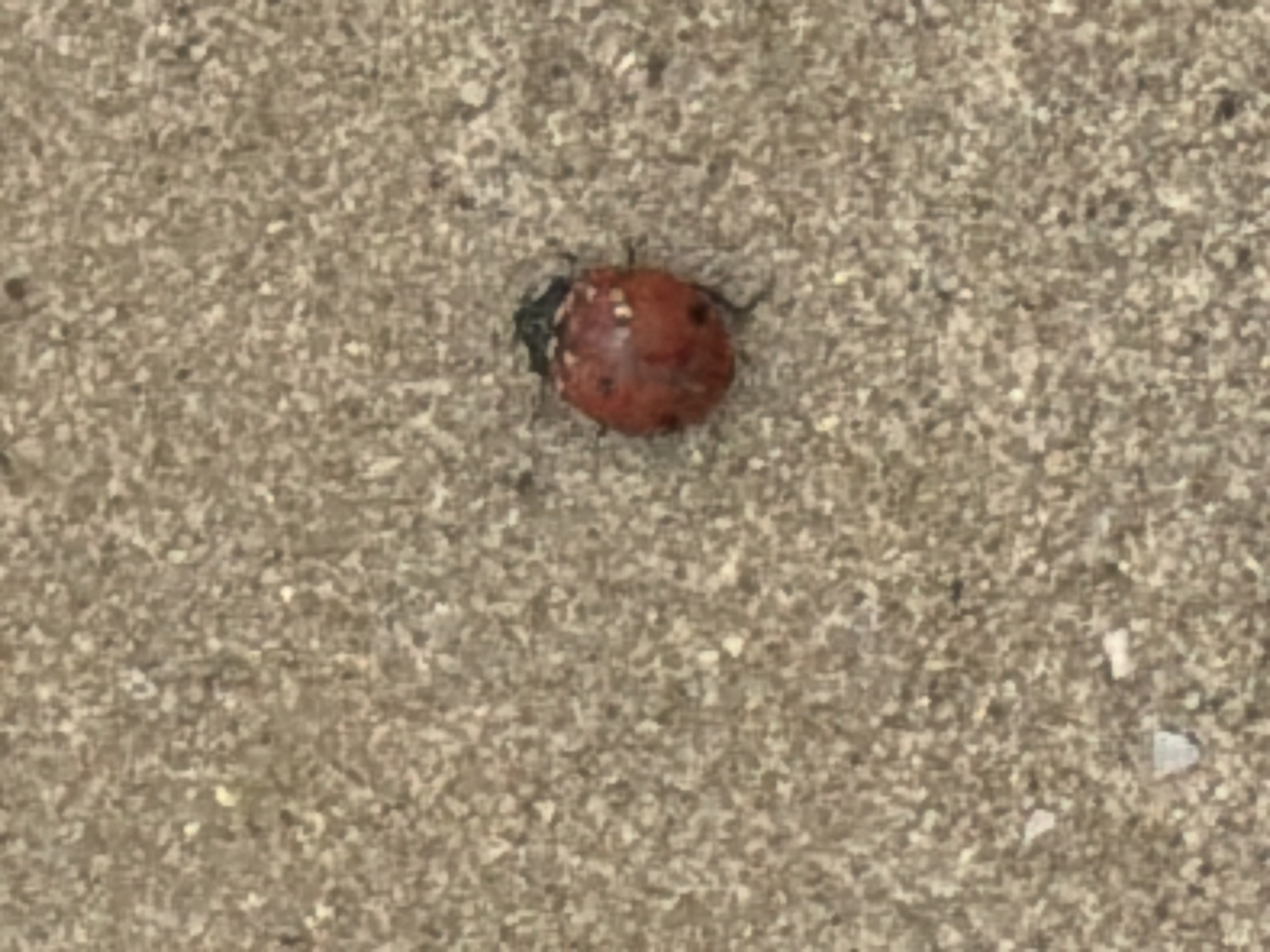 A close-up shows an Asian lady beetle, Harmonia axyridis, on a concrete surface. The beetle has a reddish-orange carapace with several indistinct pale spots. The head and prothorax are black. The background is a grainy, gray concrete surface with no other distinguishable elements. The location in Tel-Aviv, Israel is not verifiable.