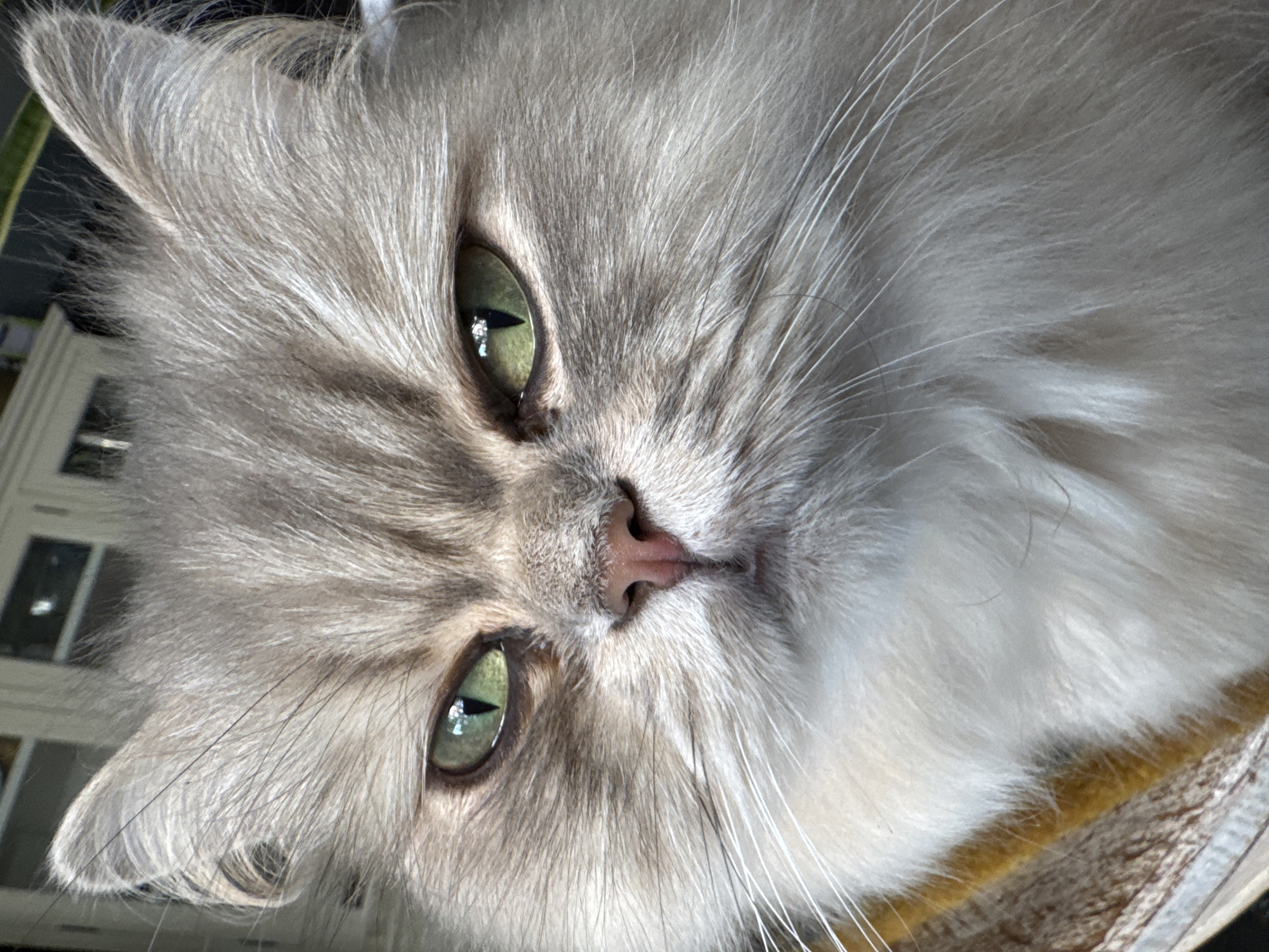 A close-up, head-on, eye-level shot captures a fluffy, gray cat with striking green eyes and a pink nose. The cat's fur is a light gray with subtle darker markings around its eyes and ears. Its gaze is directed forward, with a slightly narrowed, intense expression. The background is out of focus, but hints of a light-colored wall or cabinet and possibly a window can be discerned. The lighting appears to be natural, coming from the front and slightly to the right of the cat. The composition emphasizes the cat's facial features, particularly its eyes and the texture of its fur. The cat appears to be indoors, possibly in a residential setting.