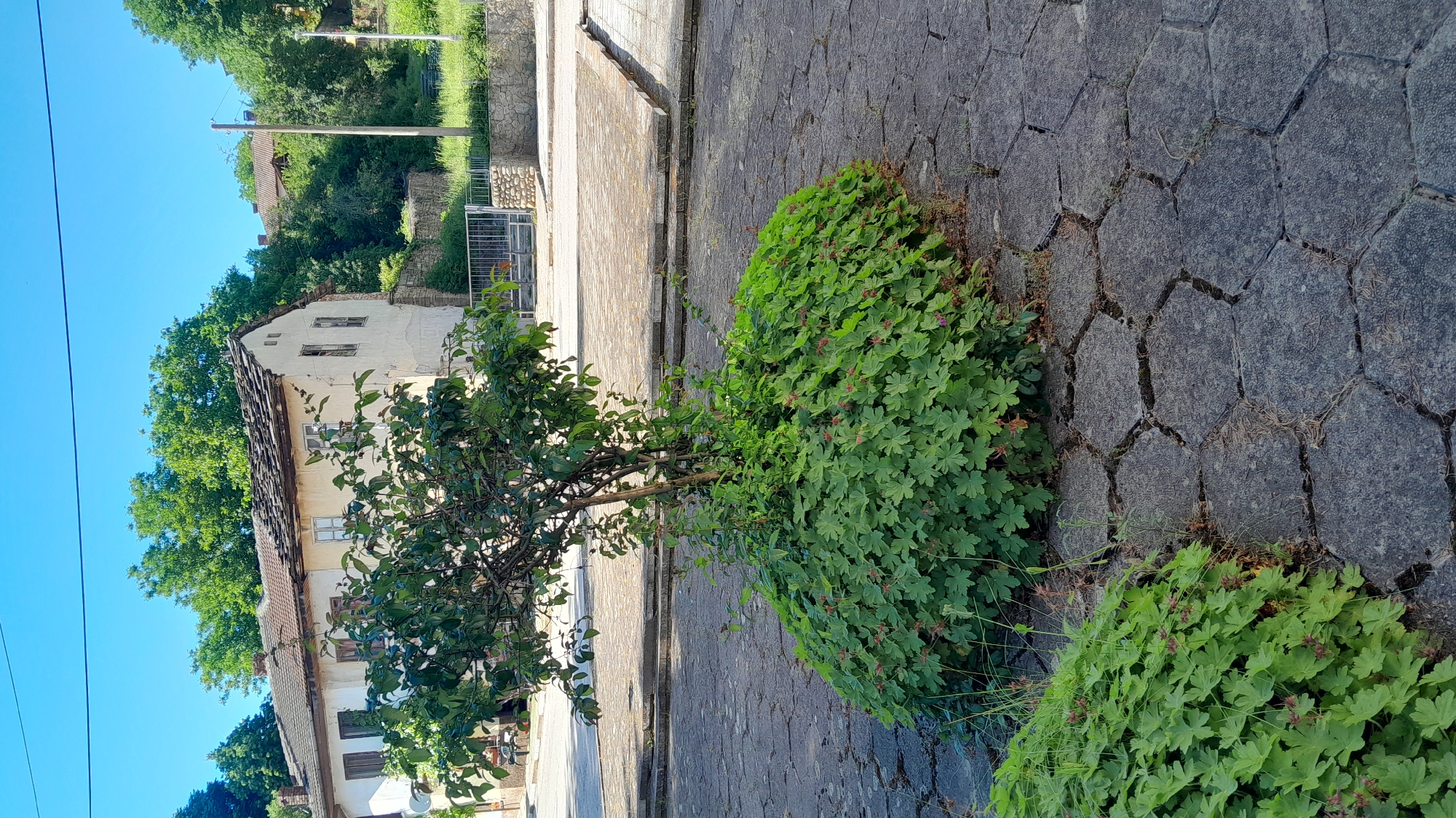 The image shows a paved area in Lomets, Bulgaria, featuring a central planter with a small tree and dense green foliage. The paving stones are hexagonal and gray, with some visible cracks and vegetation growing between them. In the background, an old, weathered house with a stone roof and visible windows stands under a clear blue sky. Trees and greenery surround the house, and a metal gate and stone wall are also present. The scene suggests a rural or older part of the town, with a focus on natural elements integrated into the built environment. There are no people visible in the image.