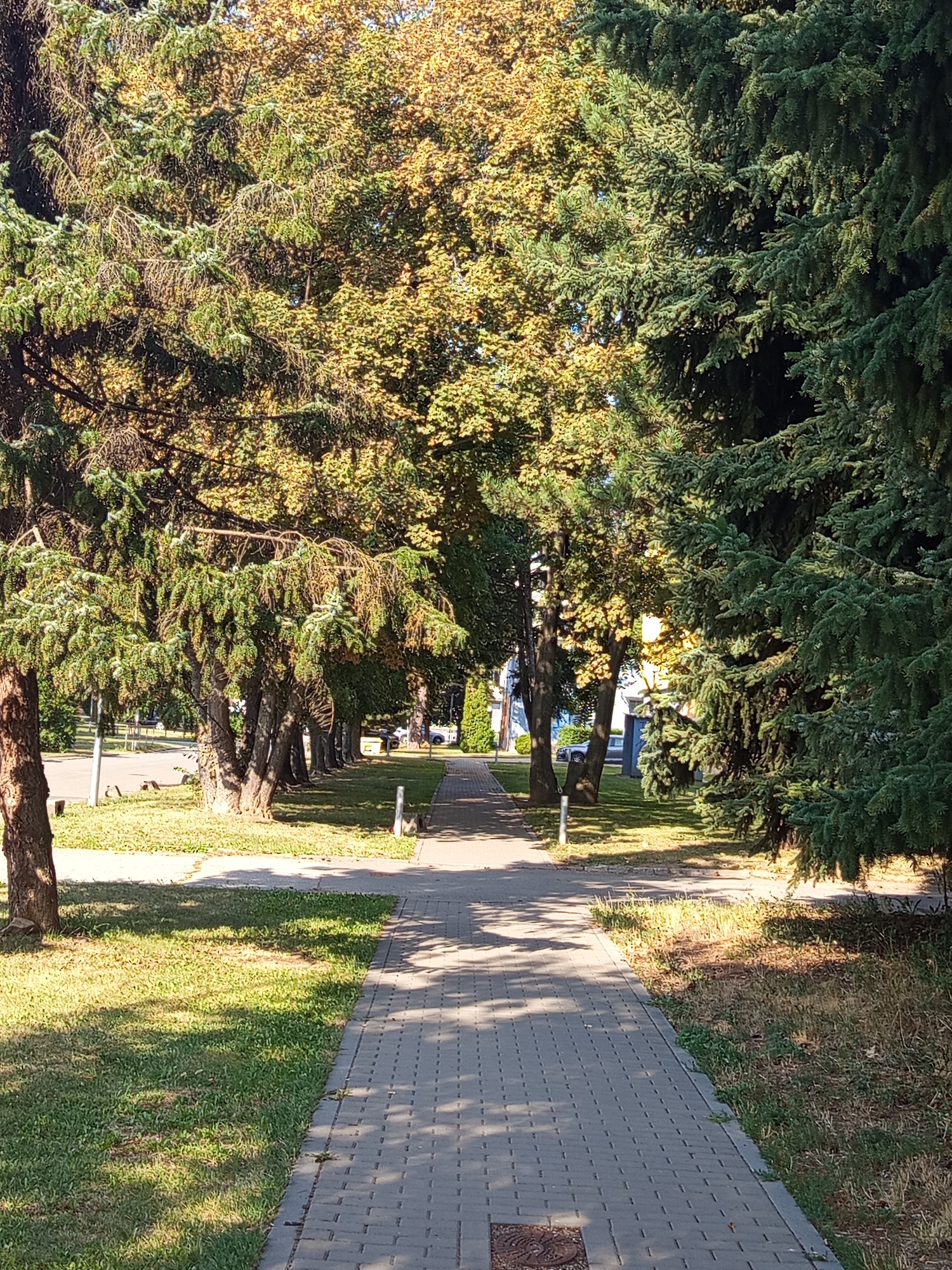 This image depicts a paved pathway in a park-like setting, bordered by trees on both sides. The pathway, constructed of grey interlocking bricks, leads into the distance, with shadows from the trees cast across it. To the left of the pathway, there is a grassy area with several mature trees. Some of these trees have green foliage, while others exhibit autumnal colors of yellow and brown, suggesting it is likely late summer or early autumn. A road is visible beyond the grassy area, with a few parked cars and some buildings in the background. To the right of the pathway, a row of tall, dense evergreen trees creates a distinct visual boundary. The lighting suggests it is a sunny day.
Based on the architecture visible in the background and the general aesthetic, this scene is consistent with the areas surrounding the Faculty of Science at Masaryk University in Brno, Czechia. Specifically, it resembles the pathways and green spaces between buildings or leading to the campus entrances, often characterized by a mix of deciduous and coniferous trees.