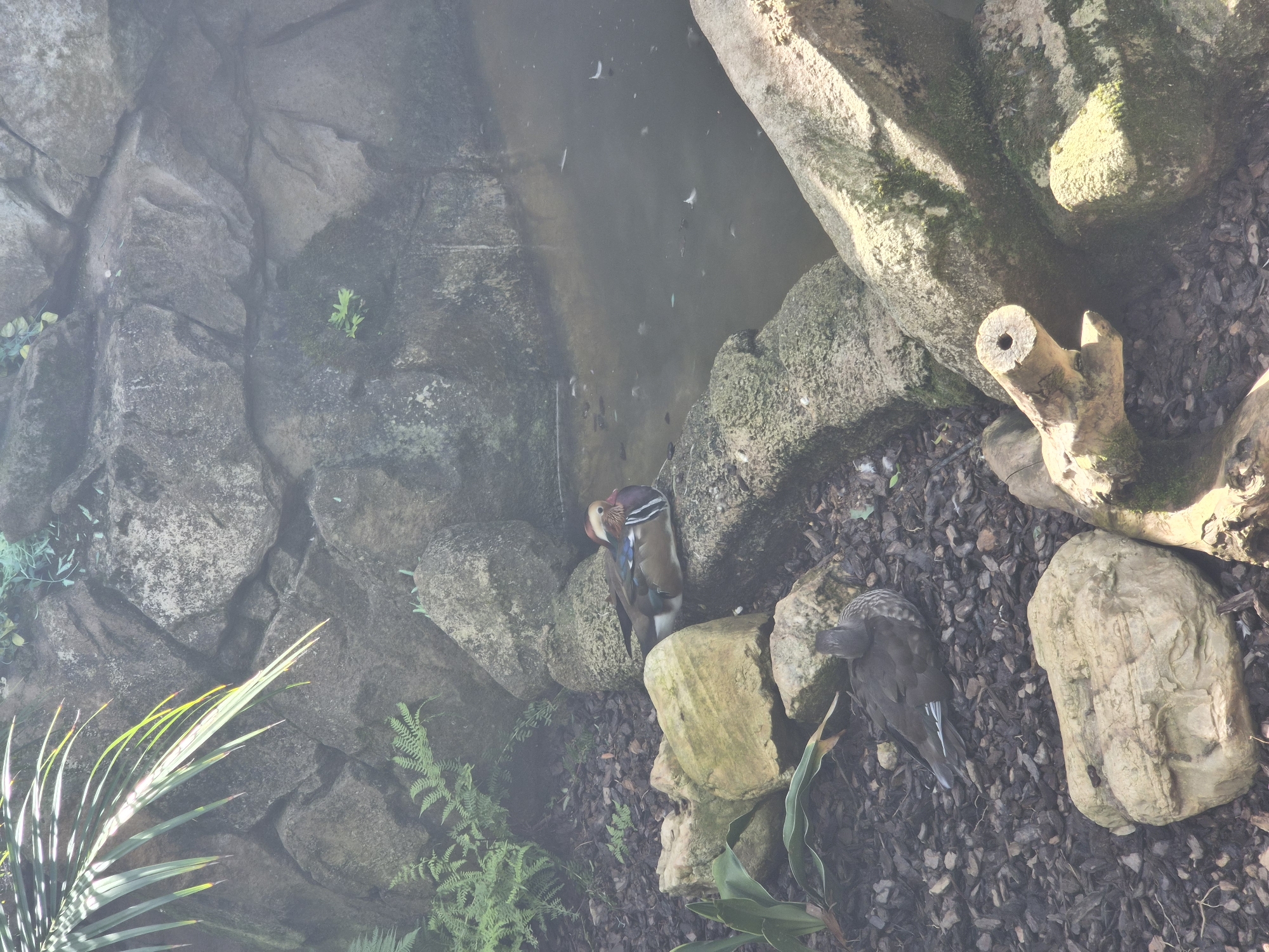 A mandarin duck, with its distinctive colorful plumage, rests on a moss-covered rock beside a small pond. Another duck, darker in color, is seated on the ground nearby. The environment is rocky and naturalistic, with sparse vegetation and a fallen log adding to the scene. This is located in the Parque Biológico de Gaia, Vila Nova de Gaia, Portugal.