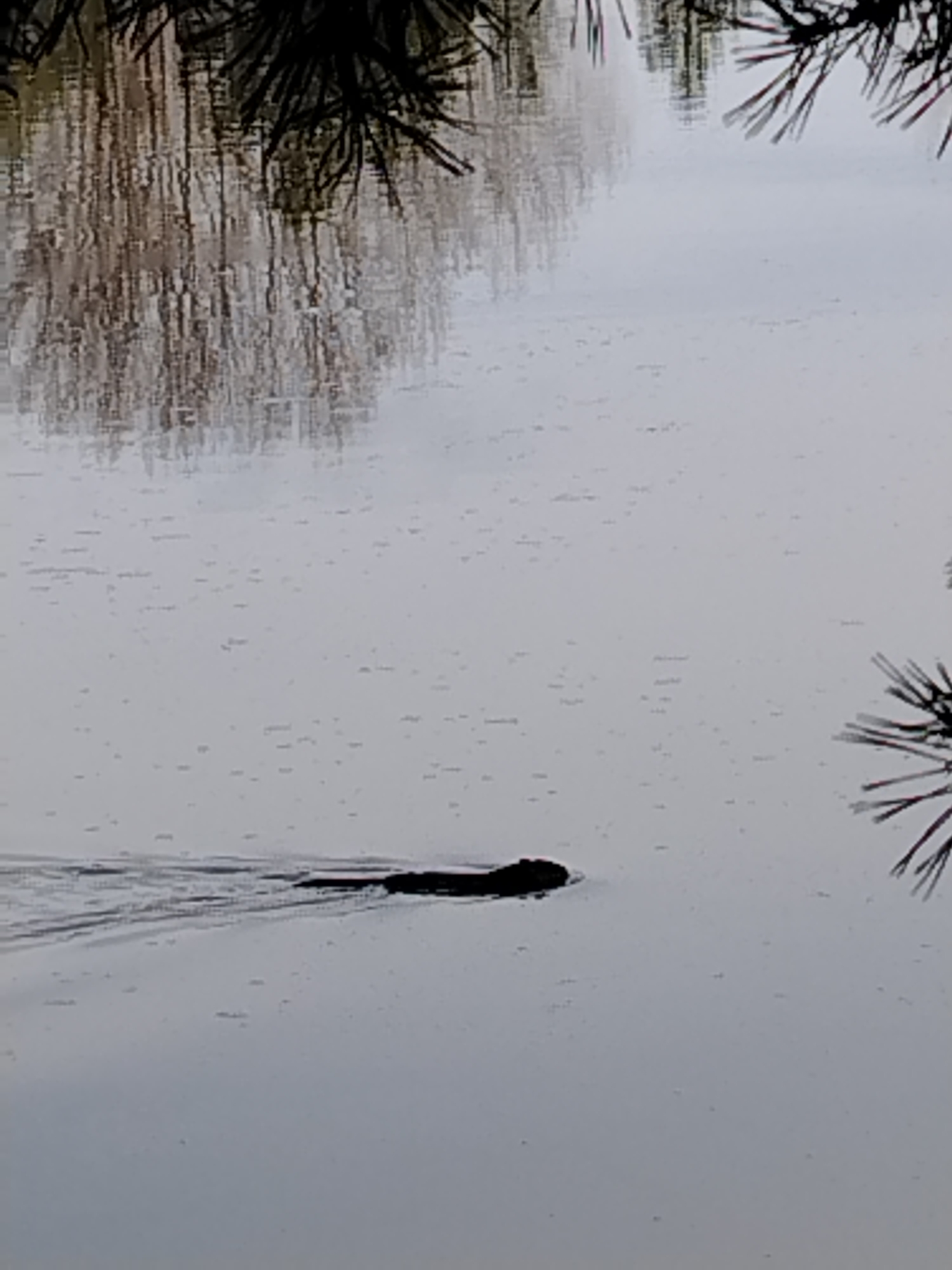 A beaver swims in a body of water. Tree reflections and branches are visible near the water's surface. The location is unspecified.