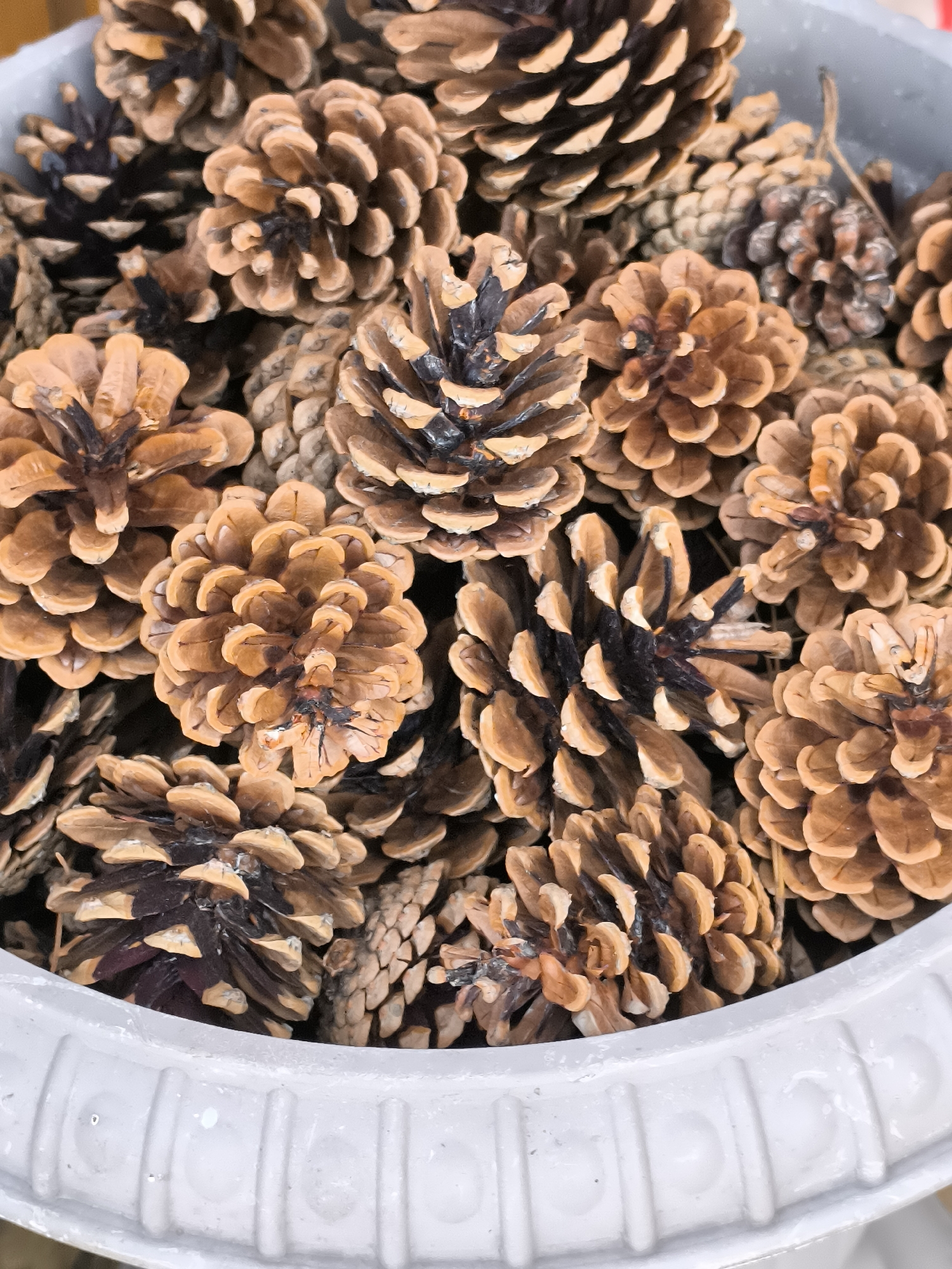 A close-up, top-down view shows a large white planter filled with dry pinecones. The pinecones vary in size and color, ranging from light brown to dark brown, with some showing black tips on their scales. The planter itself has a decorative, ribbed rim. The scene is an outdoor setting in Dercekliai, Lithuania. There are no people or animals visible in the image, and no actions or interactions are taking place.