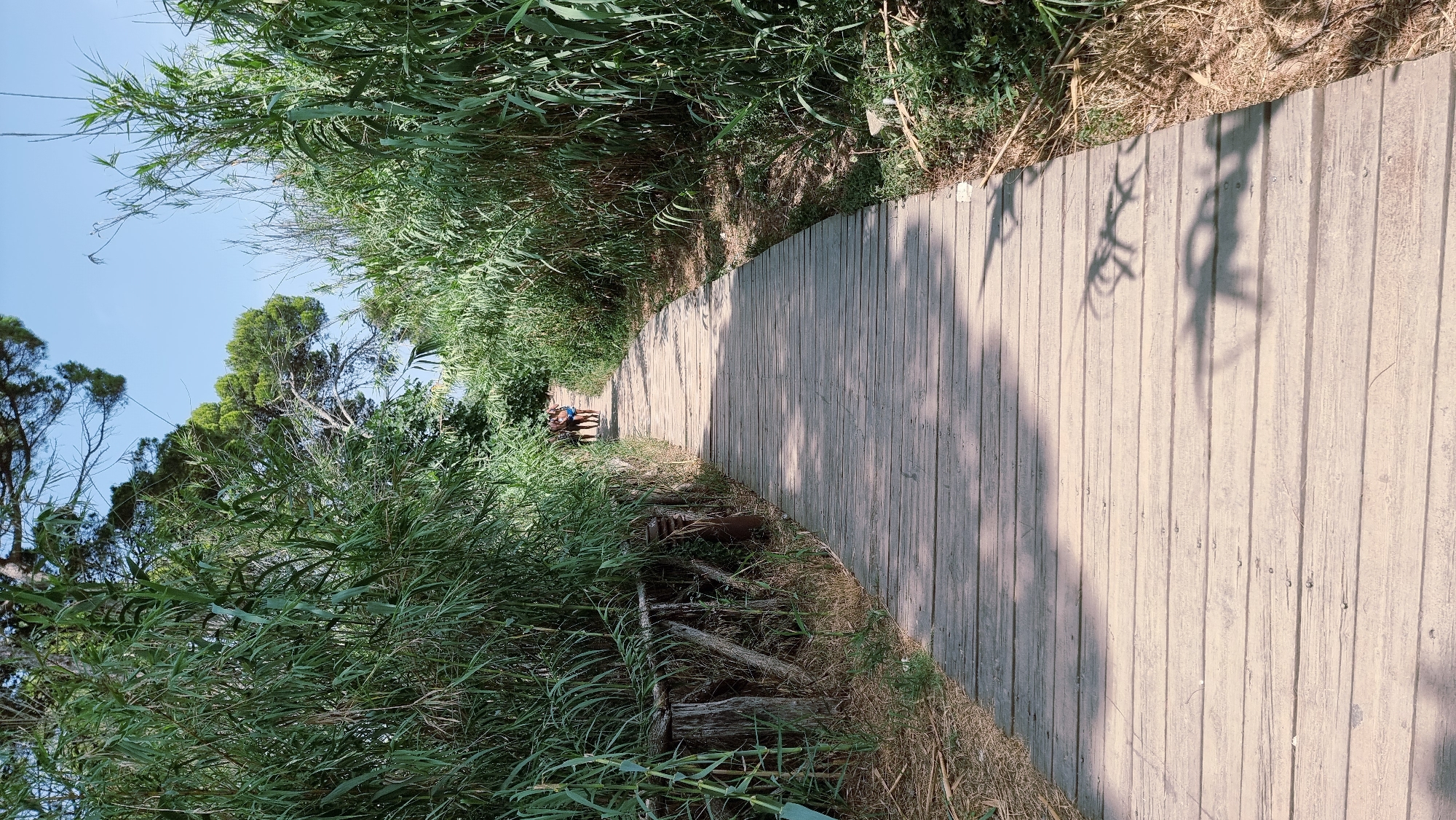 A wooden boardwalk curves through dense green reeds under a clear blue sky. Two people, a man and a woman, walk away from the viewer on the boardwalk, their backs to the camera. The man wears dark shorts, and the woman wears a dark swimsuit. The boardwalk is made of weathered wooden planks, and shadows of leaves and branches are cast across its surface. To the left of the boardwalk, a rustic wooden fence made of rough-hewn branches runs along the edge, with dried grasses and reeds at its base. Tall pine trees are visible beyond the reeds in the background. The environment appears to be a natural setting, possibly a coastal path or a nature reserve.
