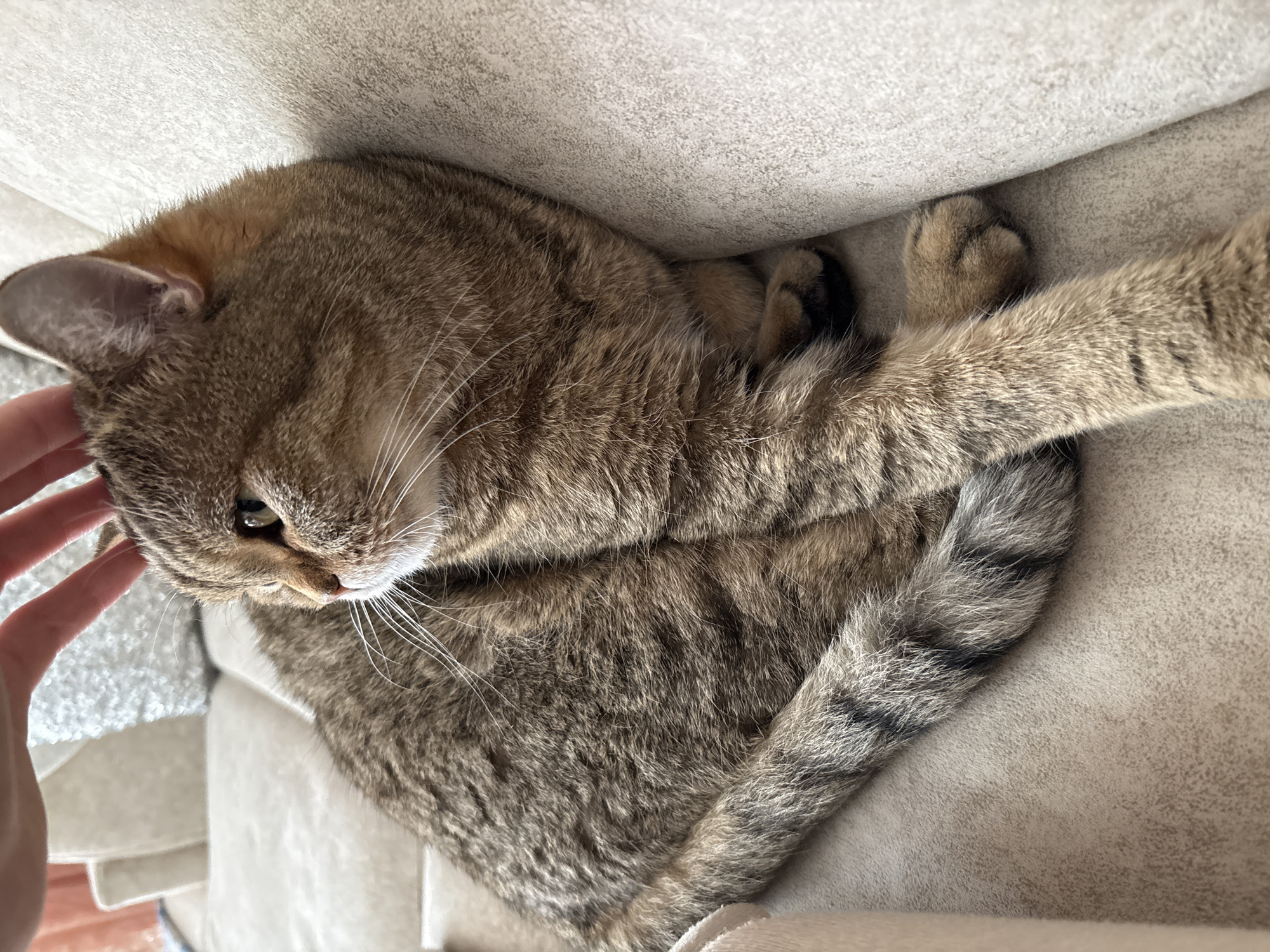 A close-up, high-angle indoor shot captures a brown tabby cat curled up comfortably on a light-colored sofa or cushion. The cat, with distinct striped fur patterns in shades of brown, black, and tan, is resting with its eyes partially closed, giving it a peaceful appearance. A human hand is gently stroking the cat's head, indicating affection and interaction.
The cat is nestled deeply between the soft cushions of the furniture, suggesting a cozy and private spot. Its body is curled, and a portion of its striped tail is visible, extending towards the lower right of the frame. The cat's face is prominent, showing its whiskers and one eye that appears to be green or amber. The texture of the sofa fabric is visible, appearing soft and slightly mottled. There is no visible text in the image. The scene conveys a moment of calm and contentment between the pet and its owner.