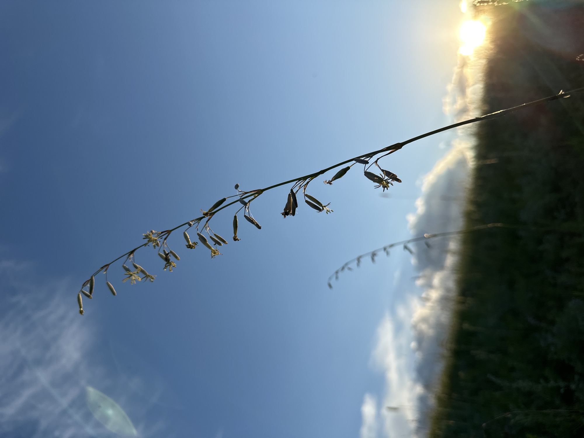 This is a close-up, low-angle shot of a thin stalk of grass with small, delicate flowers and seed pods, silhouetted against a bright blue sky. The sun is visible in the upper right corner, creating a bright lens flare and casting a warm glow on the scene. Wispy white clouds are scattered across the sky, and a blurred green area, likely a field of grass or other vegetation, is visible on the right side of the frame. The stalk of grass curves diagonally across the image from the lower left to the upper right. The focus is sharpest on the grass stalk and its flowers, with the background blurring slightly, creating a sense of depth. The lighting suggests it is daytime, likely late afternoon or early morning due to the angle and intensity of the sun. The overall mood is serene and natural, capturing a moment of simple beauty in an outdoor setting. There is no visible text in the image.