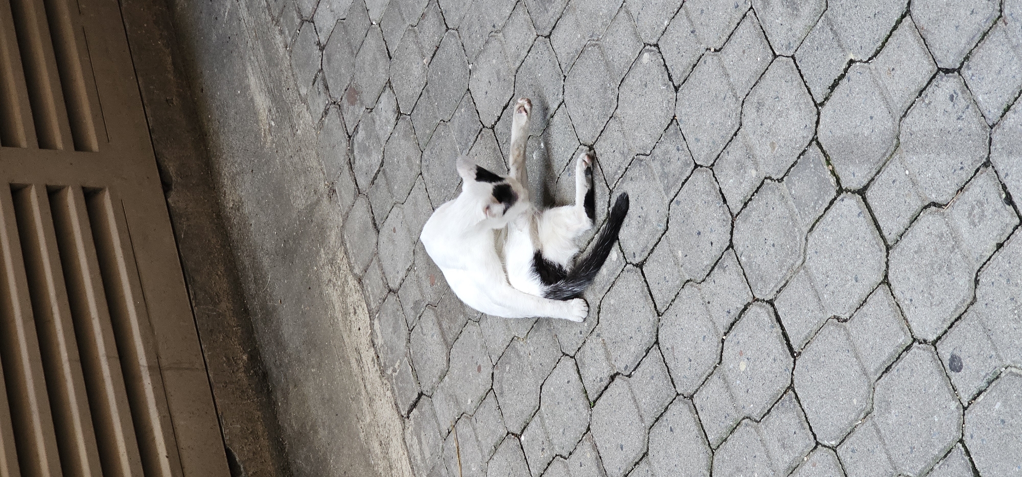 A black and white cat is grooming itself on a grey, interlocking paved surface. The cat is primarily white with black markings on its ears, face, and tail. It is positioned on its side, with its hind legs tucked in and its front legs reaching towards its body. In the background, there is a beige-colored ventilation grate attached to a wall, situated above a concrete ledge. The scene appears to be outdoors, possibly in an urban setting given the paving and ventilation grate, common features in areas like Makati, Philippines.
