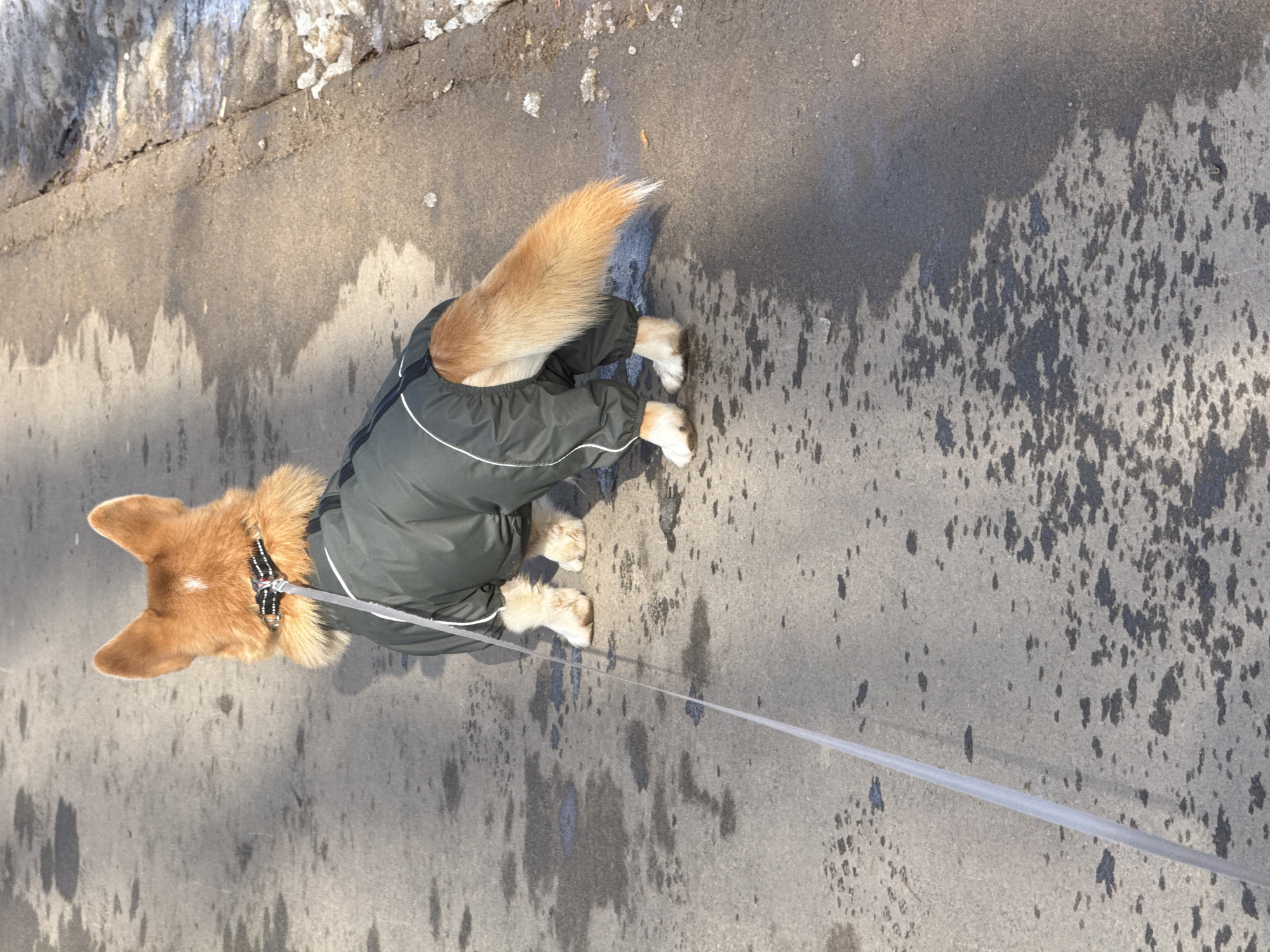 A medium-sized dog, identified as a Corgi, is observed from a rear, slightly elevated perspective, standing on an asphalt pavement in Votkinsk, Russia. The dog wears a dark olive-green full-body protective jacket featuring white piping along its seams, which covers its torso and legs but leaves its head and tail exposed. A black collar with white markings is visible around its neck, from which a light-colored leash extends forward and downward, out of the frame. The dog's fur is predominantly reddish-brown, with a distinct white patch on the back of its head and a fluffy tail with a white tip. Its light-colored paws are visible below the jacket. The asphalt surface exhibits numerous irregular dark wet patches, indicative of recent moisture. Strong sunlight illuminates the scene, casting discernible shadows on the pavement. To the right of the dog, the edge of the pavement borders an accumulation of partially melted, dirty snow and ice.