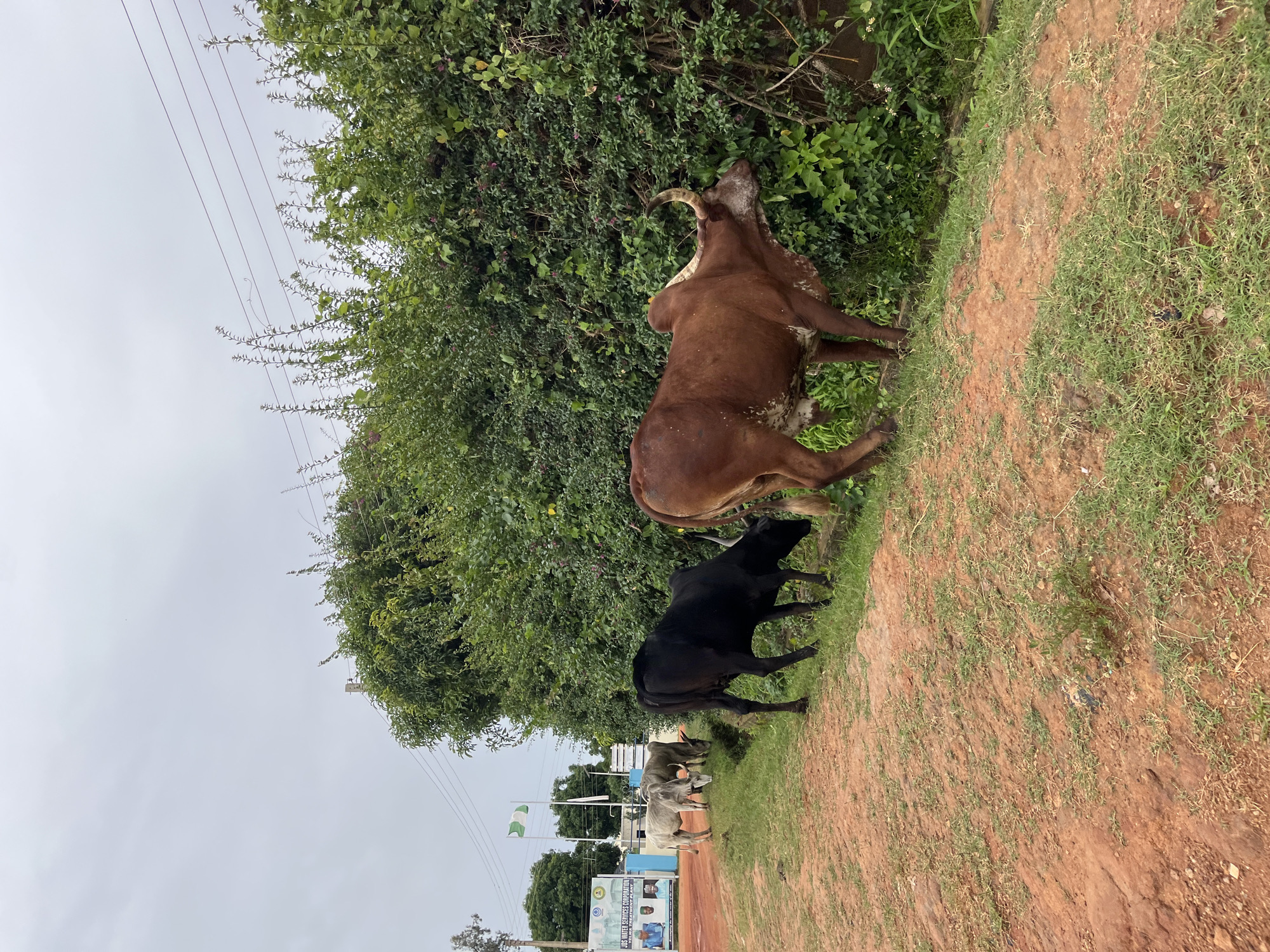 A group of five cattle, four visible and one partially obscured, graze along a dirt path in Bukuru, Nigeria. The cattle are of varying colors, including a black cow, a brown and white cow, and three lighter-colored cows. The brown and white cow in the foreground is facing towards a dense green bush. Behind the cattle, a sign for the "JDS Water Services Corporation" is visible, along with two Nigerian flags flying from poles. The environment consists of a reddish-brown dirt path with sparse grass, a thick green hedge of bushes and trees, and a cloudy sky. Overhead, power lines stretch across the frame.