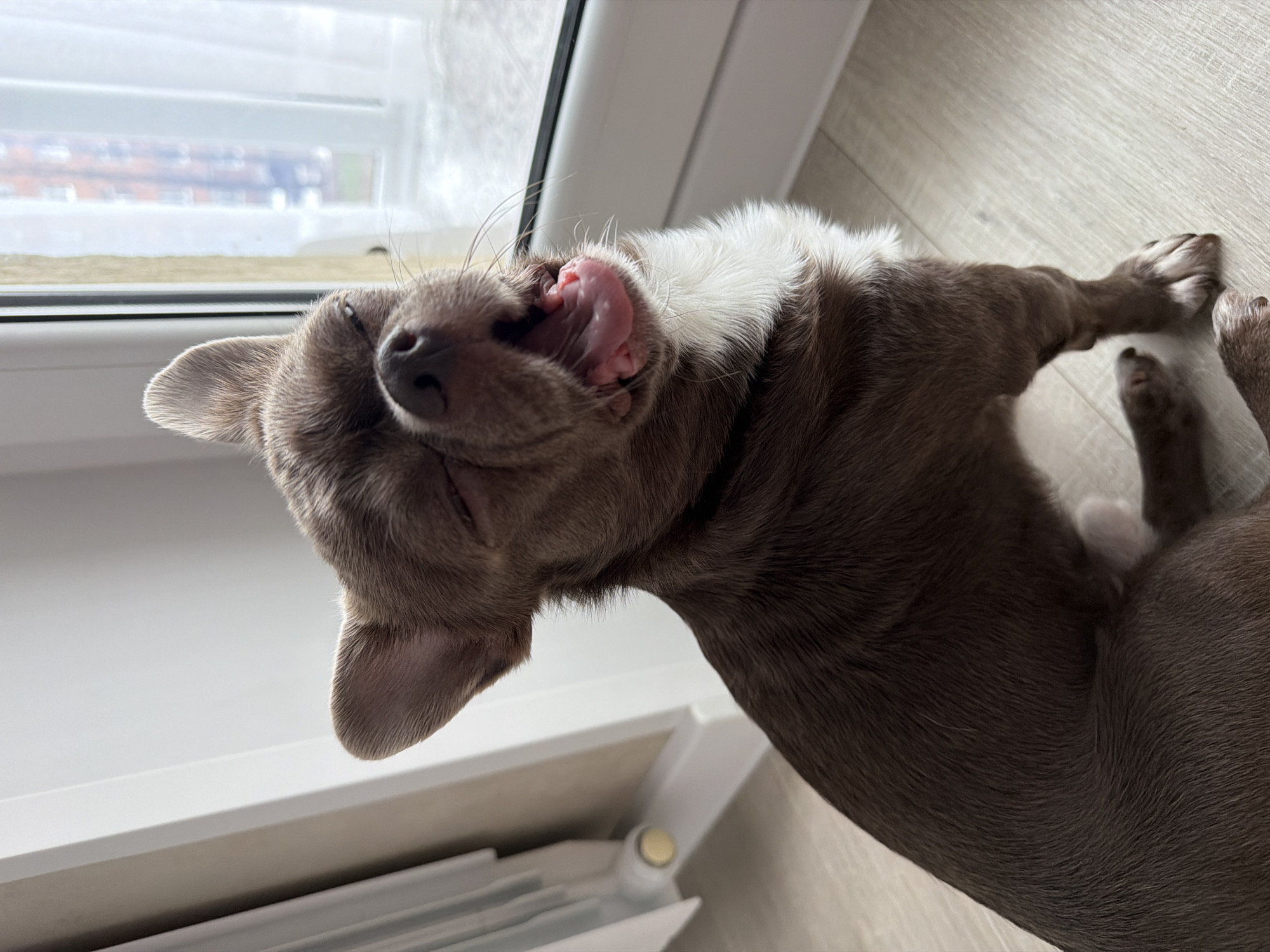 A gray and white Chihuahua lies on its back on a light-colored wooden floor. The dog is near a white window with blurry winter landscape visible outside. The dog's tongue is sticking out. The photo does not contain any information about the city of Votkinsk, Russia.