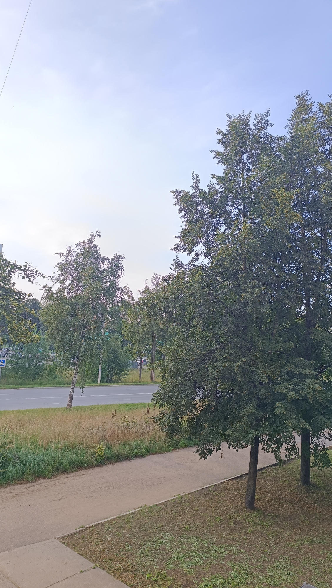 The image depicts a clear sky over a sidewalk and a road in Chaikovsky, Russia. On the left side of the road, there is a grassy area with tall grass and several trees, including a prominent birch tree with white bark. Further down the road, more trees and buildings are visible. On the right side of the road, a wide, mature tree with dense green foliage dominates the foreground, casting a shadow on the grassy area beneath it. Two smaller trees are situated next to it. The sidewalk in the foreground is made of concrete and a dirt path. The overall scene appears to be a serene urban landscape with abundant greenery.