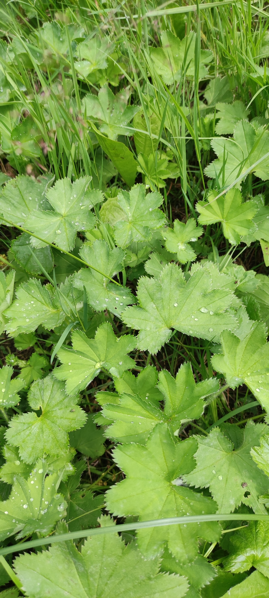 A close-up, overhead view of a patch of Alchemilla vulgaris, commonly known as Lady's Mantle, in a natural setting. The plant's characteristic palmate leaves, with serrated edges, are the dominant feature. Several leaves are wet, with visible water droplets scattered across their surfaces. The foliage is a vibrant green, interspersed with blades of tall, thin grass, some of which are also damp. The background is a blur of green and dark earth, suggesting a garden or wild patch. The image appears to be taken outdoors in natural light, likely after rain or dew. The location is identified as "Московский Ветеран Снт, Russia." There are no people or animals visible in the frame.