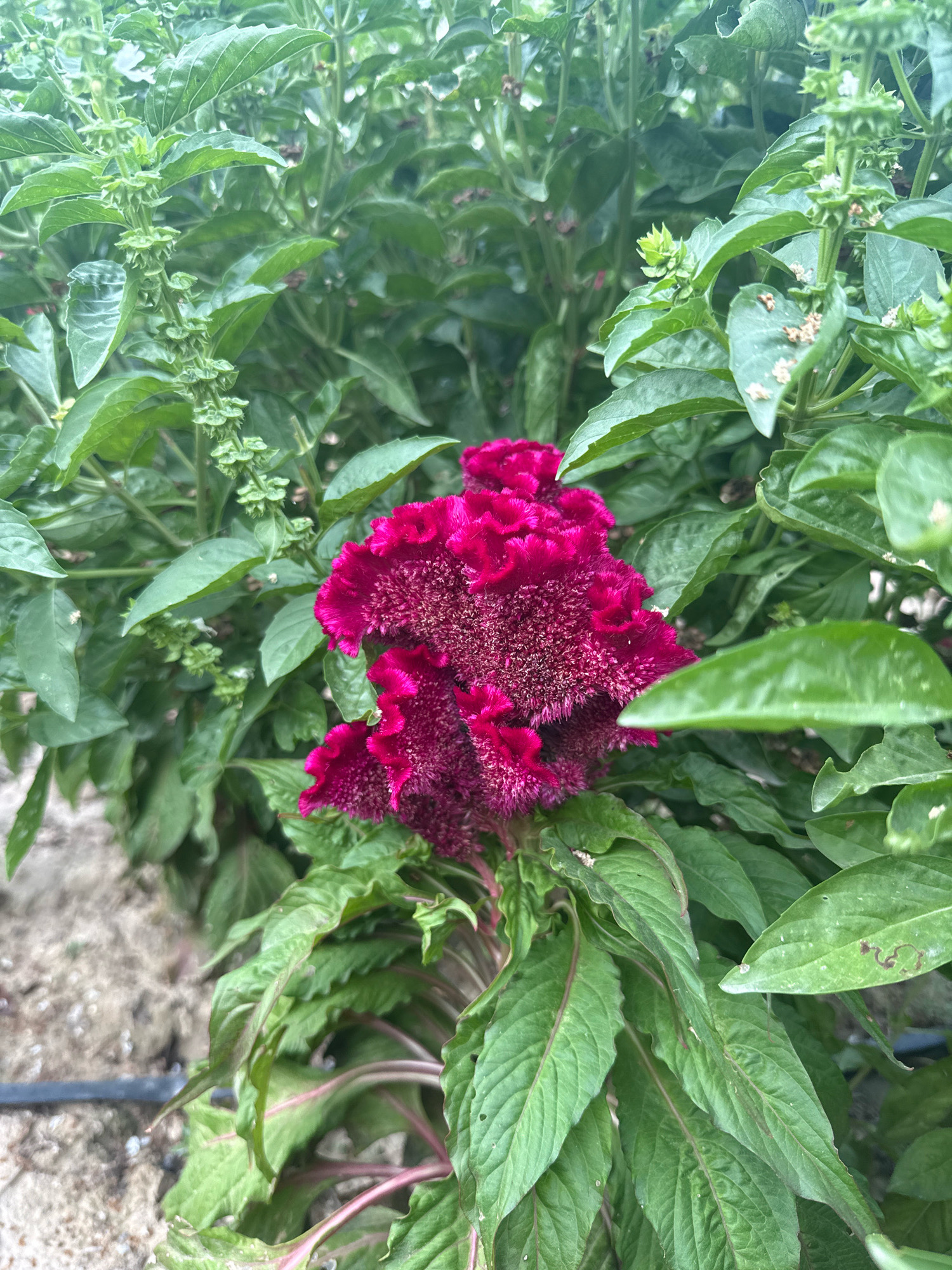 The image displays a close-up view of a vibrant magenta-colored cockscomb flower, also known as Celosia cristata, growing amidst lush green foliage. The flower's ruffled and velvety texture is prominent, with its complex structure filling a significant portion of the frame. Surrounding the flower are numerous green leaves and smaller, developing green flower buds, likely from a basil plant, suggesting a mixed garden or a natural setting. The background shows a sandy or gravelly ground, with a black irrigation tube visible at the bottom left, indicating a cultivated area. The lighting suggests an outdoor, daytime scene, possibly in the city of Karavantepa, Uzbekistan, given the context provided. There are no people or animals visible in the image.