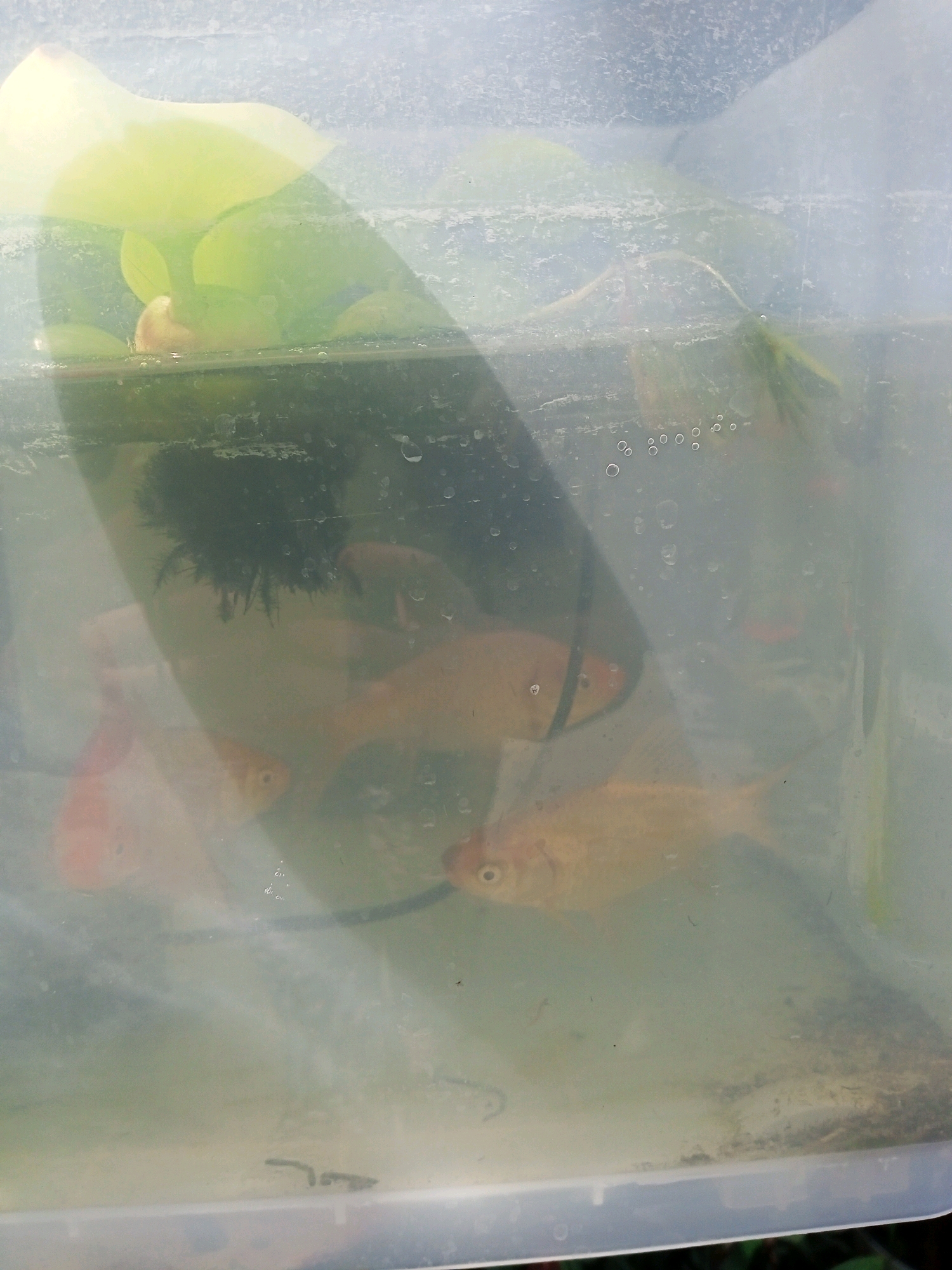 A clear plastic container holds several small, orange-goldfish. The container is partially filled with murky water and contains a few green aquatic plants and a dark, fuzzy object that appears to be algae. The container is sitting outdoors, with dappled sunlight creating shadows and reflections on the plastic. The background is out of focus and appears to be natural foliage. The image was taken in Tsandrypsh, Abkhazia.