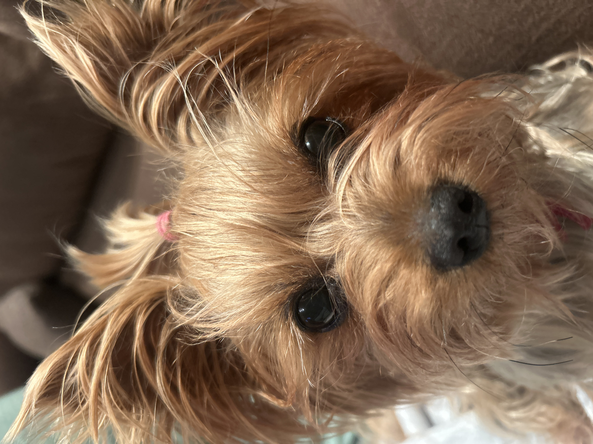 Close-up, downward-angled shot of a brown Yorkshire Terrier. The dog's eyes are black, and the nose is black and textured. A pink hair tie is visible in the dog's hair on the left side. The background is out of focus, showing a beige or brown surface and a white surface. No information is provided to place this image in Burgas, Bulgaria.