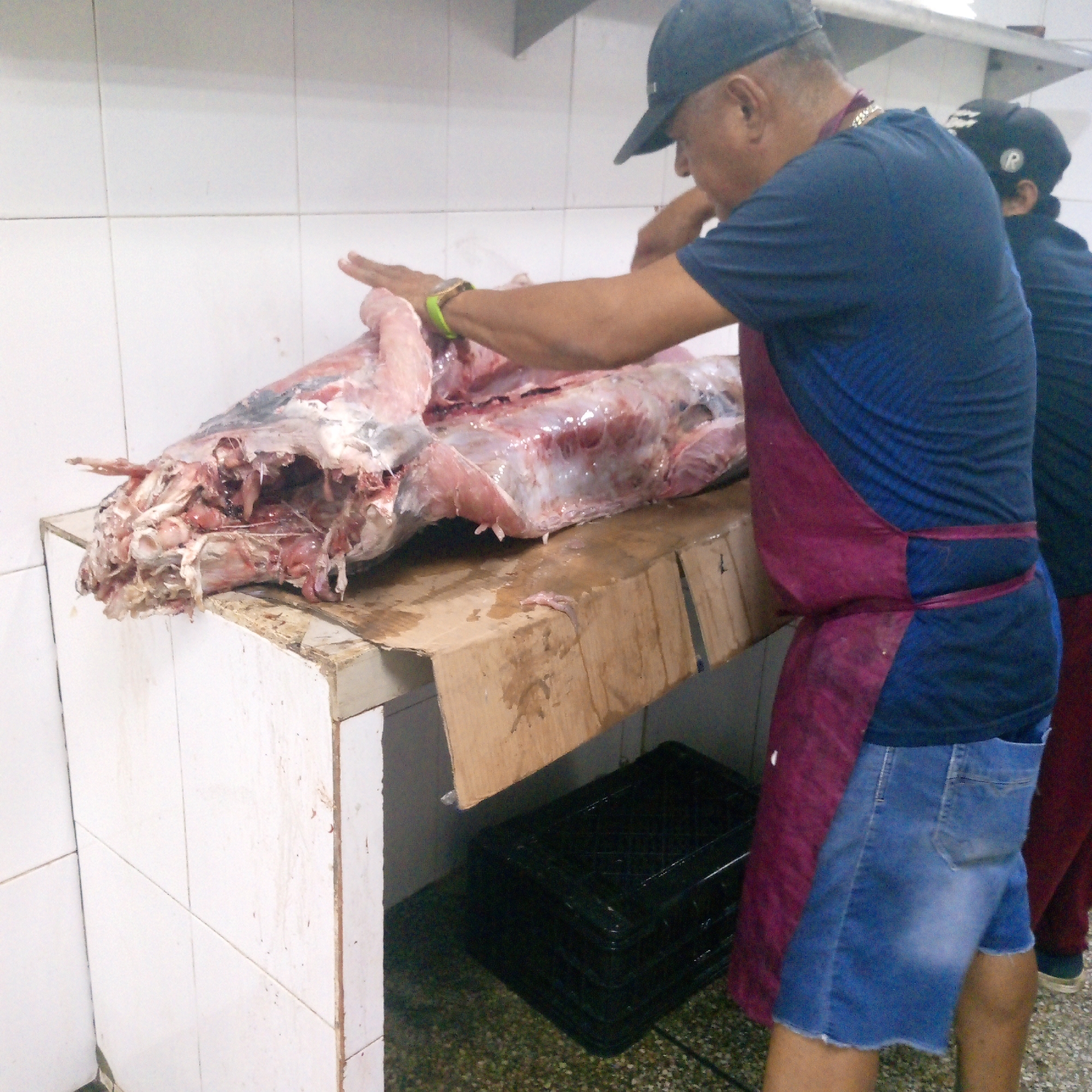 The image depicts two individuals in what appears to be a butcher shop or meat processing area. The primary subject is a man wearing a dark blue baseball cap, a two-tone blue and black shirt, a maroon apron, and blue jean shorts. He is positioned at a white tiled counter, manipulating a large piece of raw meat with his hands. The meat appears to be a significant portion of an animal carcass, with visible bones, muscle, and skin. The counter is covered with a piece of cardboard.
A second individual, wearing a dark baseball cap and a dark top, is partially visible to the right of the first man. A black plastic crate is visible underneath the counter. The background consists of white tiled walls and a metallic shelf. The environment indicates a commercial or industrial setting for meat processing. The location and city are unknown.