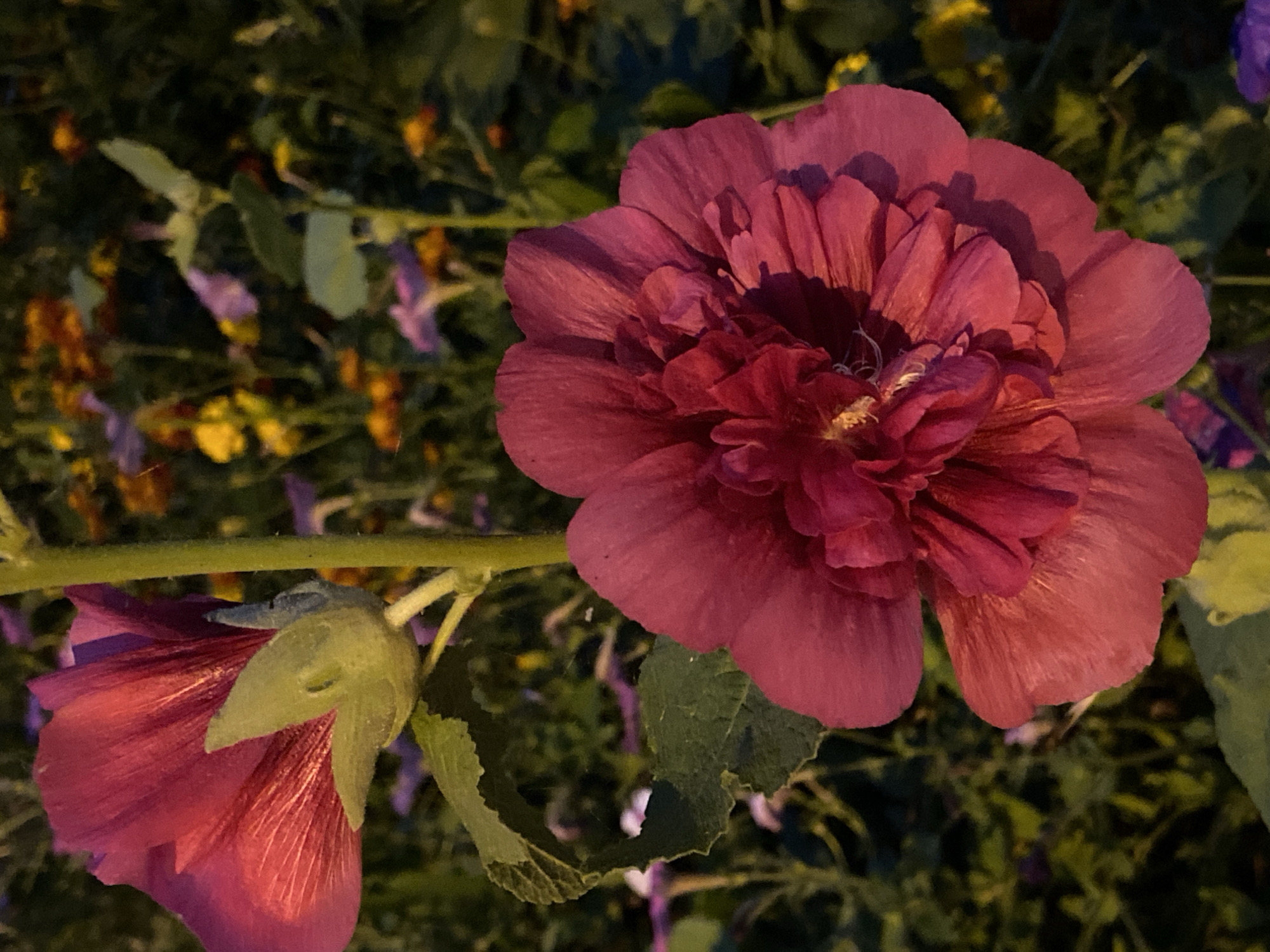 A close-up, vertical, eye-level shot captures two deep pink hollyhock flowers in a garden. The flower in the foreground is fully bloomed and layered, showcasing its intricate petals. To the left and slightly behind, another hollyhock bud, with its green sepals visible, is partially open. Both flowers are attached to a thick, green stem. The background is a blur of greenery and other small, colorful flowers, suggesting a densely planted garden. The lighting is dramatic, with parts of the flowers illuminated and others in shadow, hinting at dusk or artificial lighting. The scene is located in a garden in Blagoveshchensk, Russia.