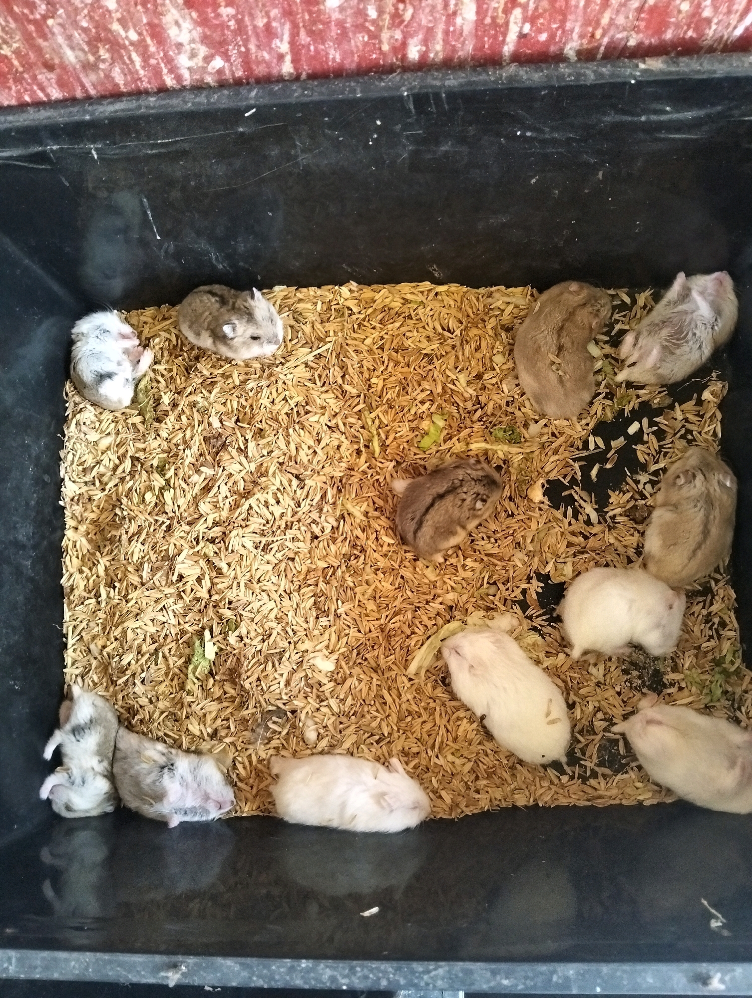 In Limpung, Indonesia, a black plastic bin contains a litter of young hamsters nestled in dried rice husks. The hamsters vary in color, with some appearing white and others a mix of grey and brown. Several are curled up, appearing to sleep, while others are more alert, with visible ears and tiny paws. The environment is simple, with the bin serving as a makeshift enclosure, and a rustic, red-striped wall visible in the background, suggesting an indoor or semi-enclosed setting. The lighting is overhead, casting shadows and highlighting the texture of the rice husks.