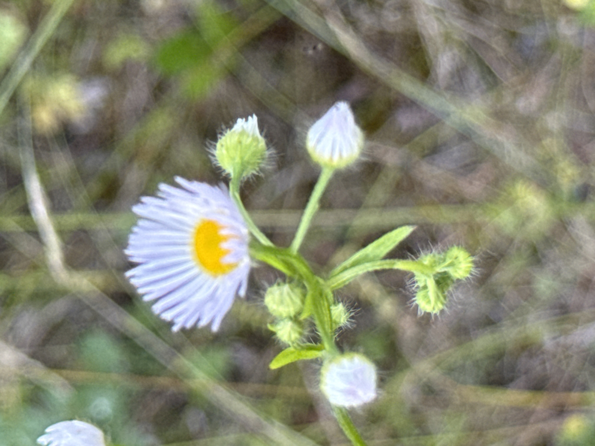 This is a close-up, out-of-focus photograph of a single wildflower with white petals and a yellow center, along with several unopened buds and greenery. The flower is in the foreground, with the background consisting of blurred green and brown vegetation, suggesting an outdoor natural environment. The image appears to have been taken with a shallow depth of field, causing most of the scene to be soft and indistinct. No people, actions, or interactions are visible in the image.