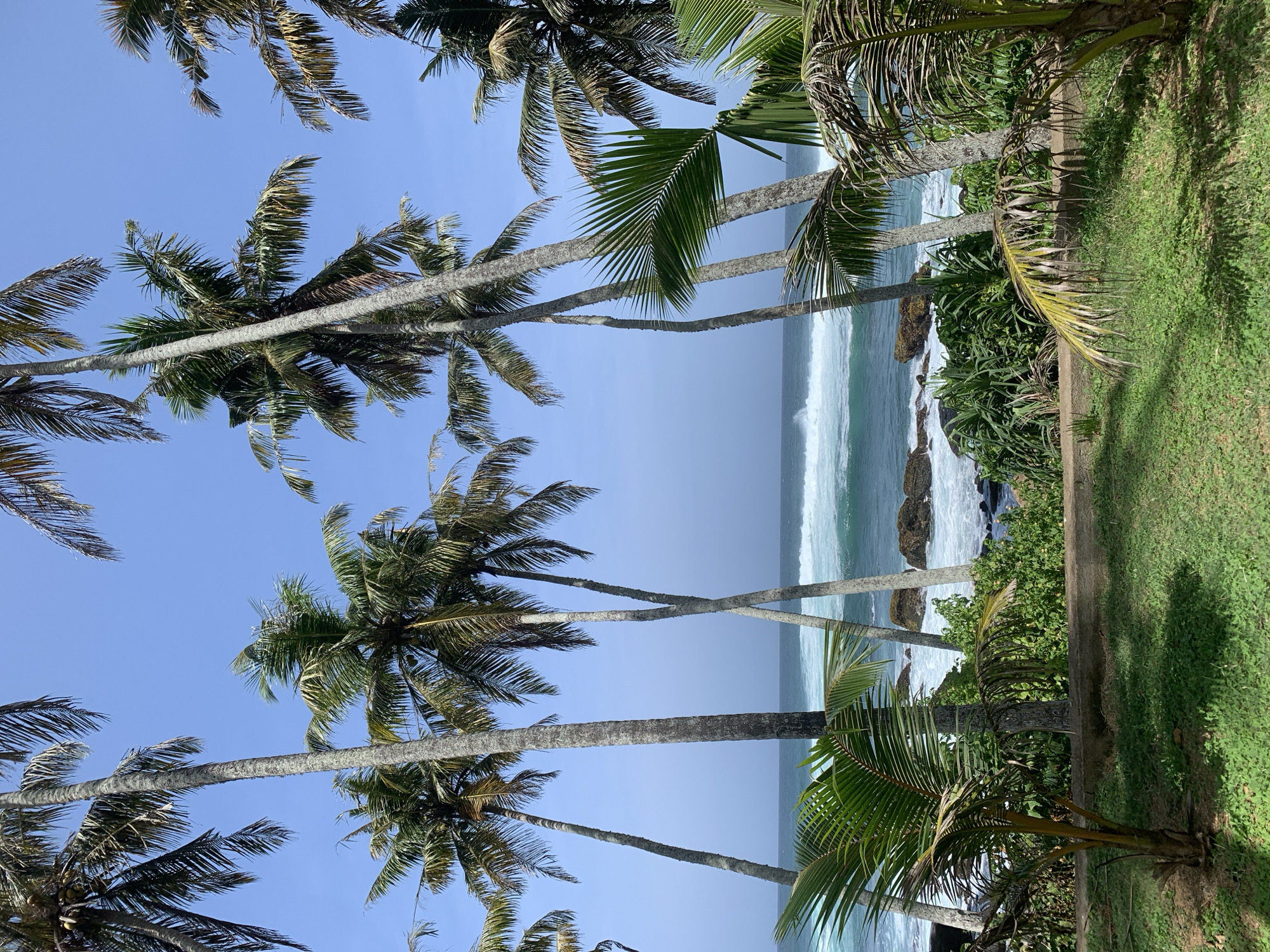 In Dondra, Sri Lanka, the image captures a vibrant coastal scene dominated by numerous palm trees. The foreground features a lush green lawn with patches of shadow, indicative of sunlight filtering through the foliage. A low concrete barrier separates the lawn from the vegetation and the ocean beyond. Numerous palm trees, varying in height and density of fronds, line the scene, with their trunks displaying characteristic textured bark. Their leaves create a canopy against a clear, bright blue sky.
The middle ground reveals a rocky coastline where waves crash against the shore, creating white foam and turquoise water. The ocean appears dynamic, with visible waves and spray. Lush green vegetation, including broad-leafed plants and smaller shrubs, grows along the coastline.
The background consists of the vast expanse of the ocean meeting the horizon under the same clear blue sky. The overall impression is one of a tropical paradise, likely a beach or a viewpoint overlooking the sea, with a strong emphasis on the natural coastal environment and the iconic palm trees of Sri Lanka. No people or animals are visible in the image.