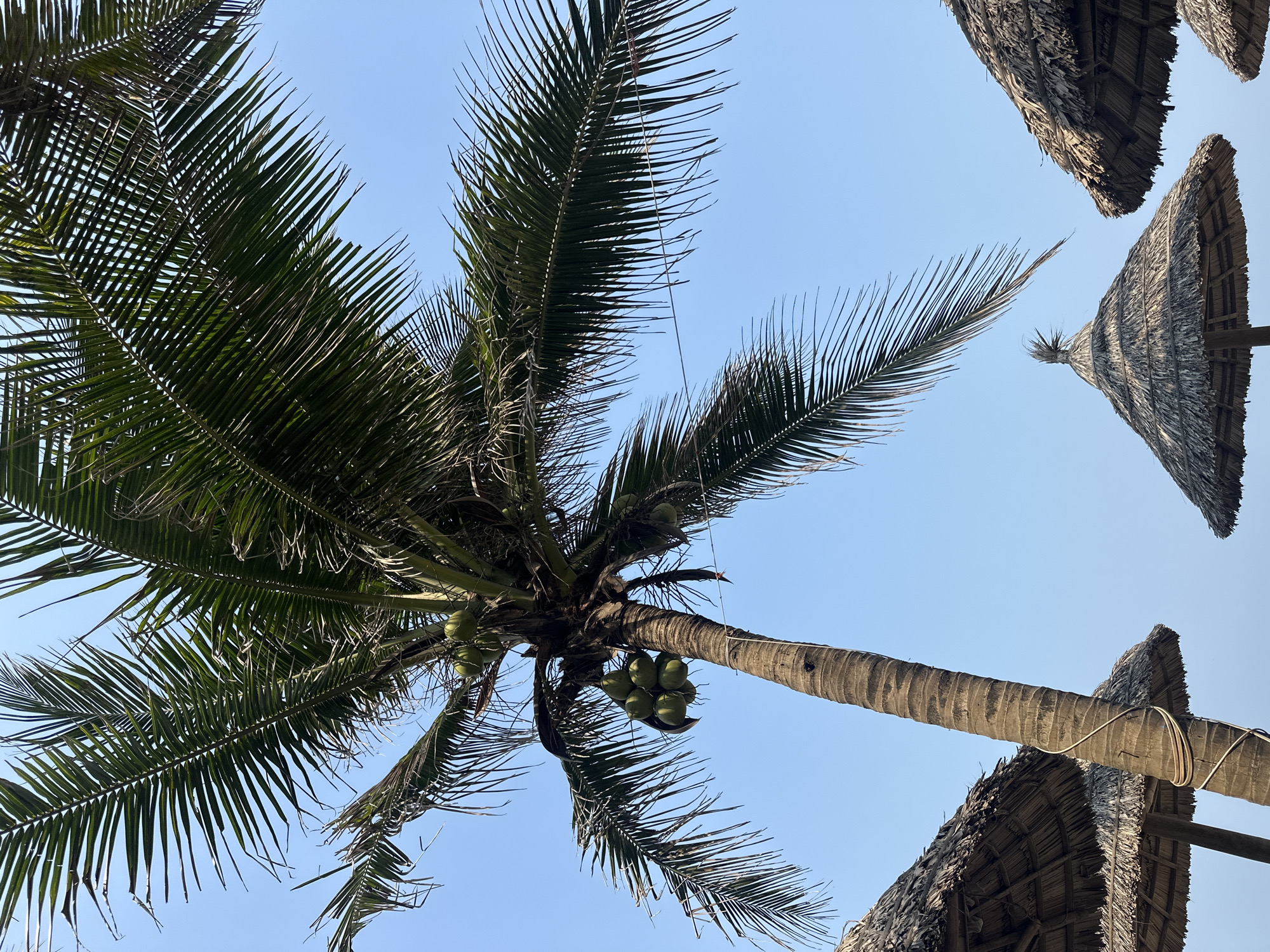 The image is taken from a low angle looking up at a coconut palm tree against a clear blue sky. The tree has green coconuts clustered near its trunk. In the upper right corner, there are the thatched roofs of beach umbrellas or huts. The location is likely a coastal area, potentially in Đà Nẵng, Vietnam, given the common presence of palm trees and beach huts in that region. The environment is sunny and tropical.