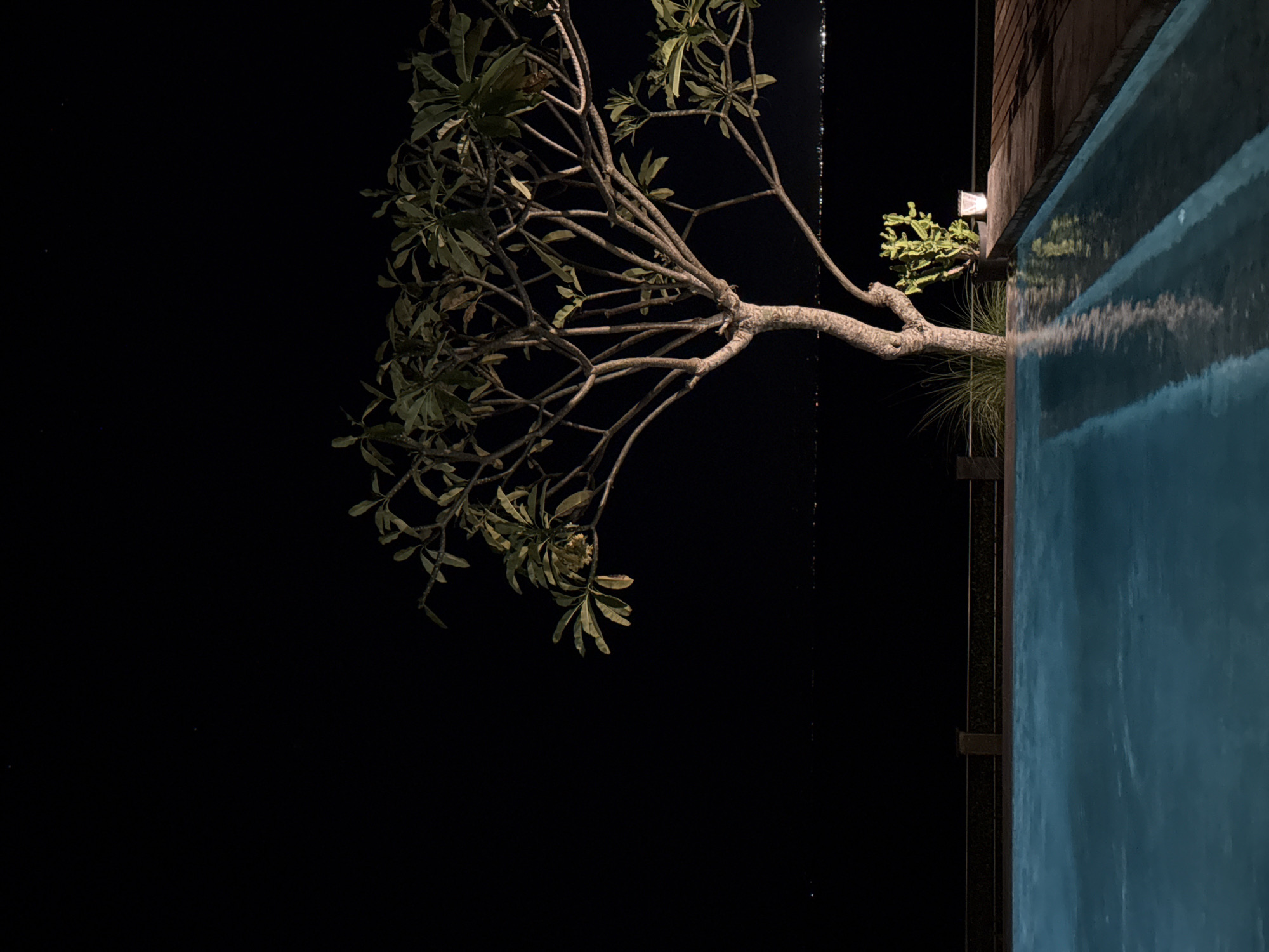 This image depicts a serene outdoor night scene, likely in Kuta Selatan, Indonesia, showcasing a swimming pool and a prominent tree. The photograph is oriented vertically, with the pool occupying the right side and bottom, and the tree extending across the middle and left.
A large, leafy tree, possibly a Frangipani, dominates the left portion of the frame. Its thick trunk and numerous branches, adorned with dark green foliage, are illuminated by artificial light, creating a strong contrast against the black night sky. The branches spread widely, some reaching towards the top and center of the image.
To the right and bottom, a clear, blue swimming pool is visible, its surface reflecting subtle light patterns, suggesting calm water. The pool features a dark-colored, possibly wooden or tiled, edge and a vertical wall. A small, rectangular outdoor light fixture is mounted on this wall, contributing to the illumination of the area. Behind the base of the tree and alongside the pool, some tall, wispy green plants or grasses can be seen.
The background is a deep, expansive black, representing the night sky, with a few faint, scattered pinpricks of light that could be stars or very distant artificial lights. No people are present, and no specific activity is occurring. The scene exudes a tranquil and luxurious ambiance. There is no visible text within the image.