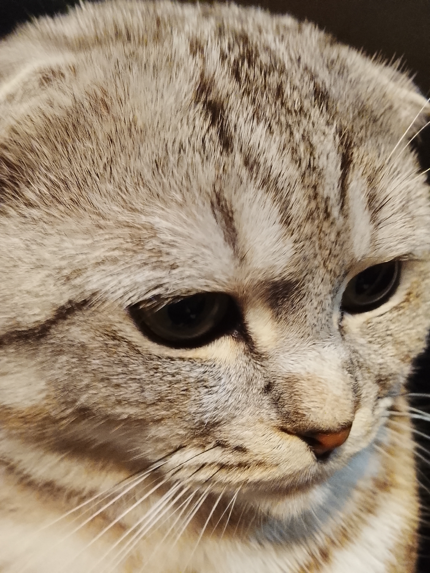 Close-up of a grey tabby cat's face. Features include tabby striped fur, dark eyes, pink nose, and white whiskers. No evidence of Высокиничи, Russia or any identifiable city environment.