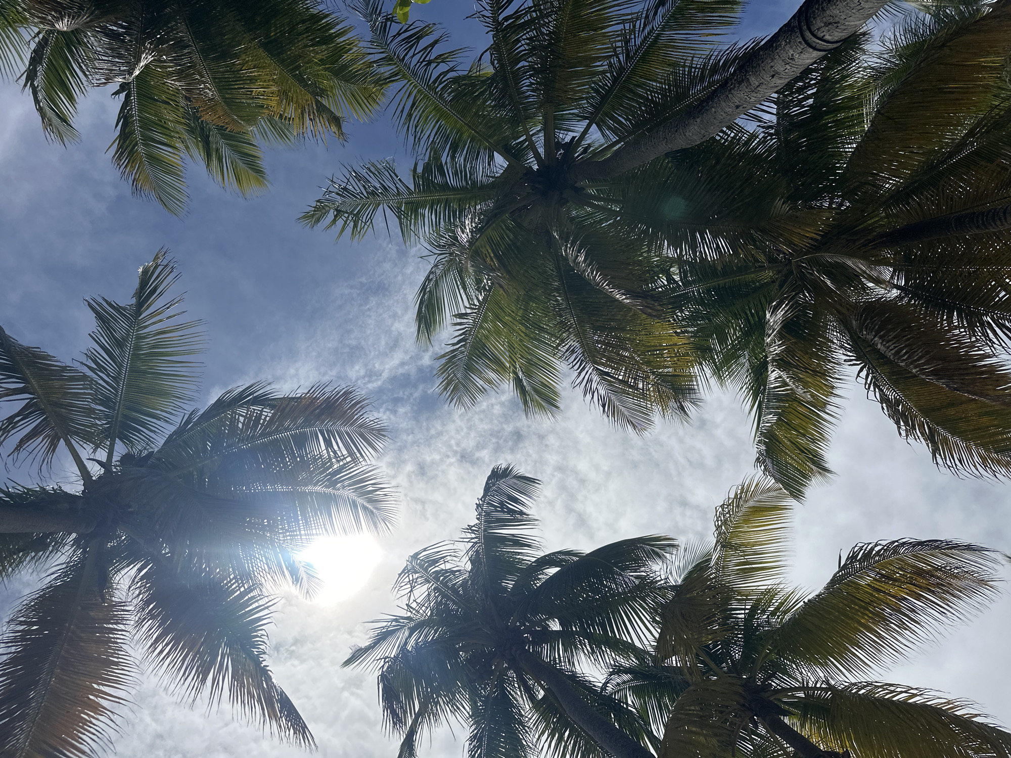 The image shows a low-angle view looking up at several coconut palm trees against a cloudy blue sky. The sun is visible behind one of the trees, creating a bright glare. The trees appear to be located in a tropical environment, likely in or near Le Gosier, France. No people are visible in the image. The focus is on the trees, the sky, and the sunlight filtering through the palm leaves.