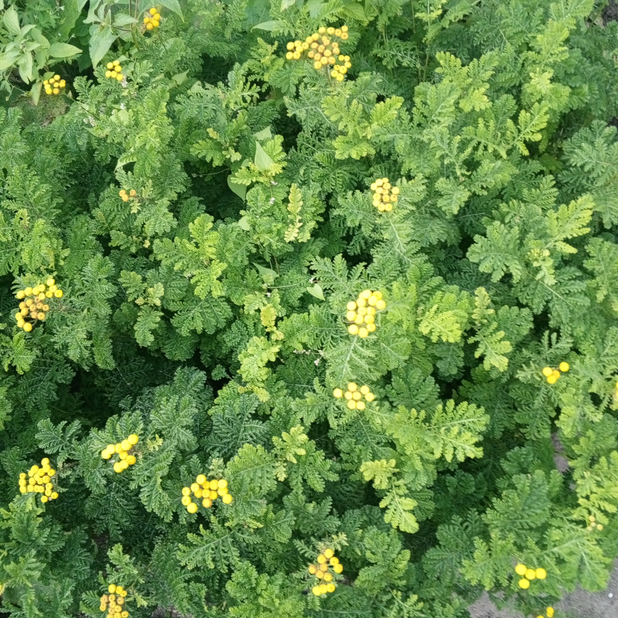 The image is a close-up, overhead view of a dense patch of green foliage, likely a bush or ground cover, interspersed with small, bright yellow flowers. The leaves are finely divided and feathery, giving the vegetation a textured appearance. The yellow flowers are clustered in small, button-like heads. The overall impression is one of lush, natural growth. There are no people, animals, or man-made structures visible in the frame. The environment appears to be outdoors, possibly in a garden or park setting. The specific location in Sayanogorsk, Russia, is not discernible from the visual information provided.