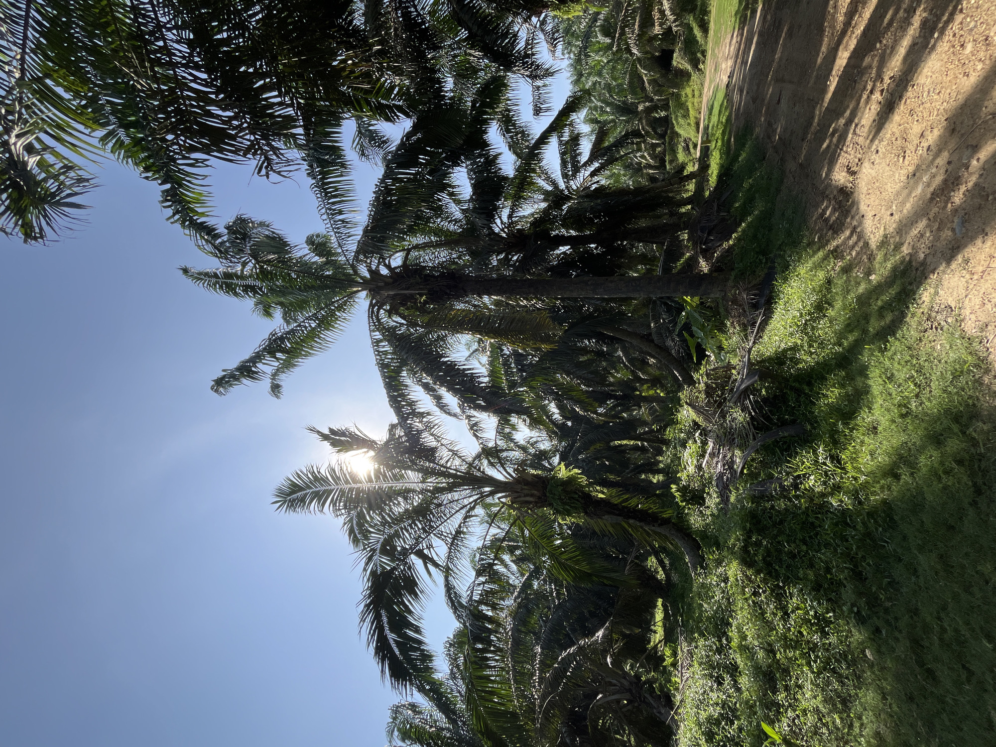 An eye-level, outdoor, vertical shot shows a dirt road winding through a palm oil plantation under a clear blue sky. The sun is bright and partially obscured by the fronds of a tall palm tree on the left, casting rays and shadows across the scene. The ground is covered in green grass and dry palm fronds. In the background, more palm trees stretch into the distance. The scene appears to be a section of the palm oil plantation located in Jamurlabu, Indonesia.
