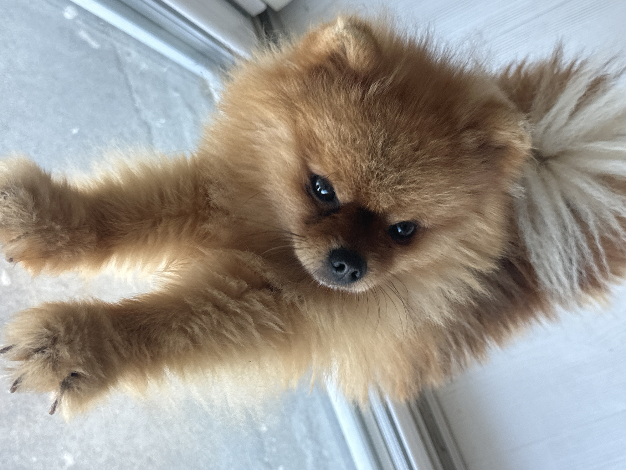 This is a close-up, high-angle, vertical shot of a fluffy Pomeranian dog, possibly a puppy, with light brown to orange fur. The dog is upside down, with its paws extended upwards and its head facing down towards the camera. The dog's eyes are dark and wide, and its nose is black and wet. The background appears to be a window with a light blue, frosted, or textured glass, with a white frame. Below the dog, a light-colored wooden floor is visible. The image appears to have been taken indoors, in a domestic setting. There is no information in the image to suggest a specific location in Asenovgrad, Bulgaria.