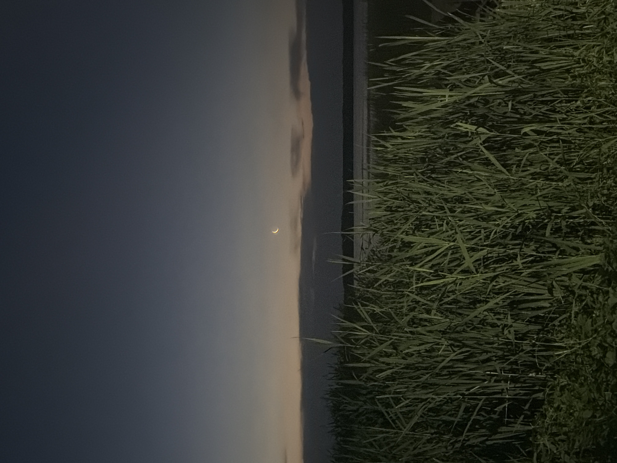 A crescent moon is visible in the dark sky over a body of water. In the foreground, tall green grass fills the lower portion of the image. The overall scene suggests an outdoor environment, possibly a marsh or lakefront, at dusk or dawn.