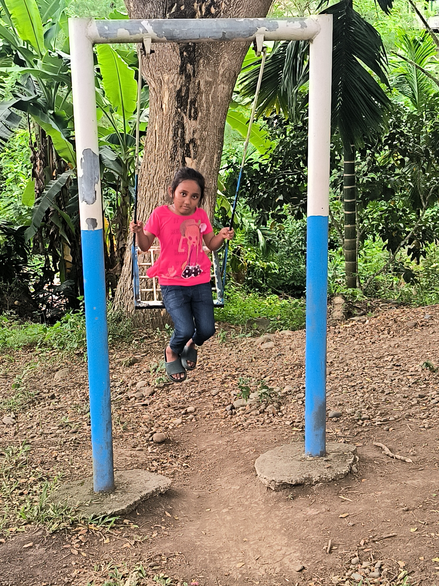 A young girl is captured mid-air on a swing set in an outdoor, tropical setting. She is positioned centrally in the frame, facing forward with a neutral expression, looking directly at the viewer. She wears a bright pink short-sleeved t-shirt with a graphic design, blue jeans, and dark slip-on sandals.
The swing set is made of metal, with two vertical posts painted white and blue, and a horizontal crossbar. The paint on the frame shows signs of wear and chipping. The vertical posts are anchored in circular concrete bases on the ground. Blue ropes suspend the swing seat, which is partially visible.
Behind the girl and the swing set, a large tree trunk with textured bark is prominent, flanked by dense green foliage. To the left, large banana plant leaves are visible. To the right, palm fronds and other lush green plants create a rich background. The ground beneath the swing is a mix of bare earth, small rocks, and scattered dry leaves, with some patches of green grass. A well-trodden dirt path is visible directly under the swing.
The scene appears to be taking place during the daytime under bright, possibly overcast, conditions. The environment suggests a warm, tropical climate, consistent with the Lambarotunong, Indonesia location context. There is no visible text in the image.