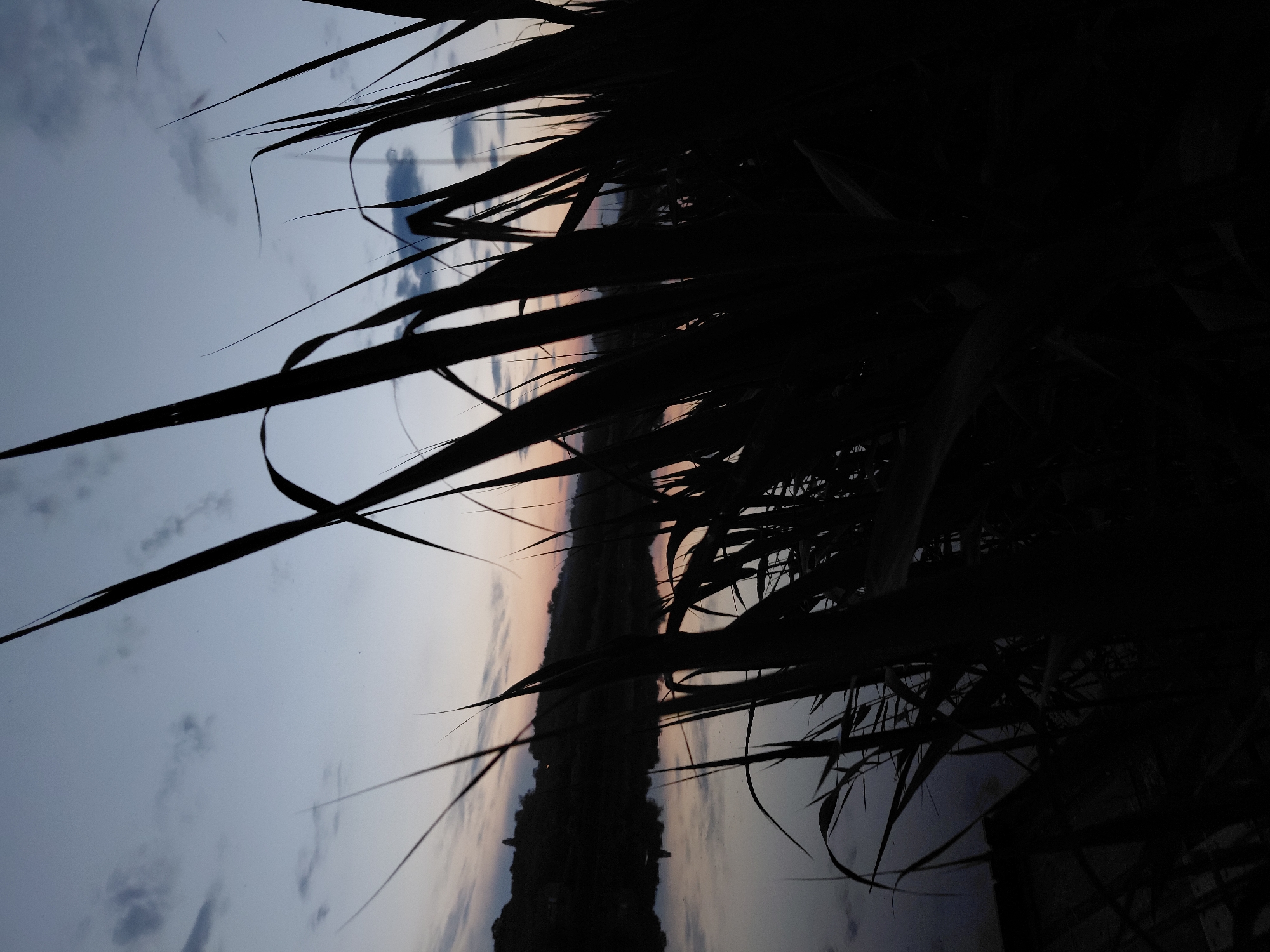 The image depicts a twilight landscape in Ustyvytsia, Ukraine. The foreground is dominated by a dense, dark silhouette of tall reeds or grasses, obscuring the immediate water's edge and extending upwards into the frame. Beyond this foliage, a calm body of water reflects the muted colors of the sky. The sky, occupying the upper portion of the image, presents a gradient from a pale blue-grey at the horizon, faintly tinged with pink and orange light, to a deeper blue-grey overhead, with scattered, indistinct clouds visible. The distant horizon is defined by a dark, undulating landmass, consistent with hills or a forested area, against which a small, dark structure is barely discernible on the left side. No individuals, animals, or explicit activities are present within the scene. A dark, indeterminate object, possibly a small boat or a section of a dock, is partially visible at the lower-left water's edge, partially obscured by the foreground reeds.