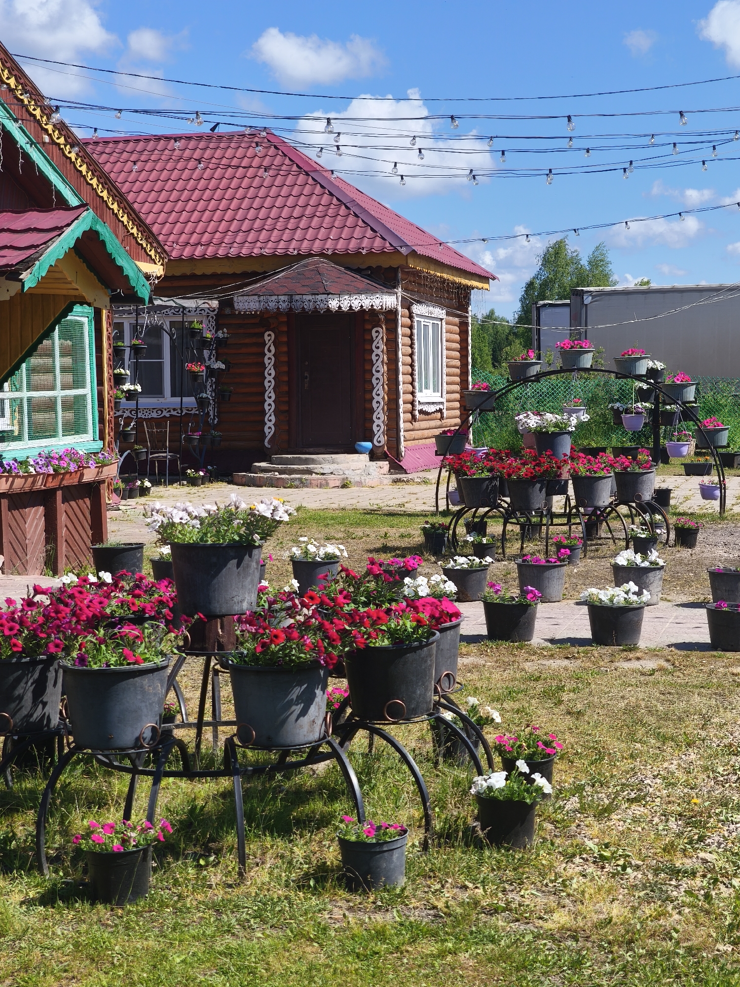 The image depicts a sunny outdoor scene in the city of Kady, Russia, featuring a charming wooden house with a red roof, adorned with decorative trim. In the foreground and surrounding the house, an abundance of potted flowers, primarily petunias in vibrant pink and white hues, are arranged on tiered metal stands and directly on the ground. String lights are suspended overhead, adding a festive ambiance. The setting appears to be a well-maintained yard or garden, with lush green grass and a paved pathway visible. No people are present in the image.