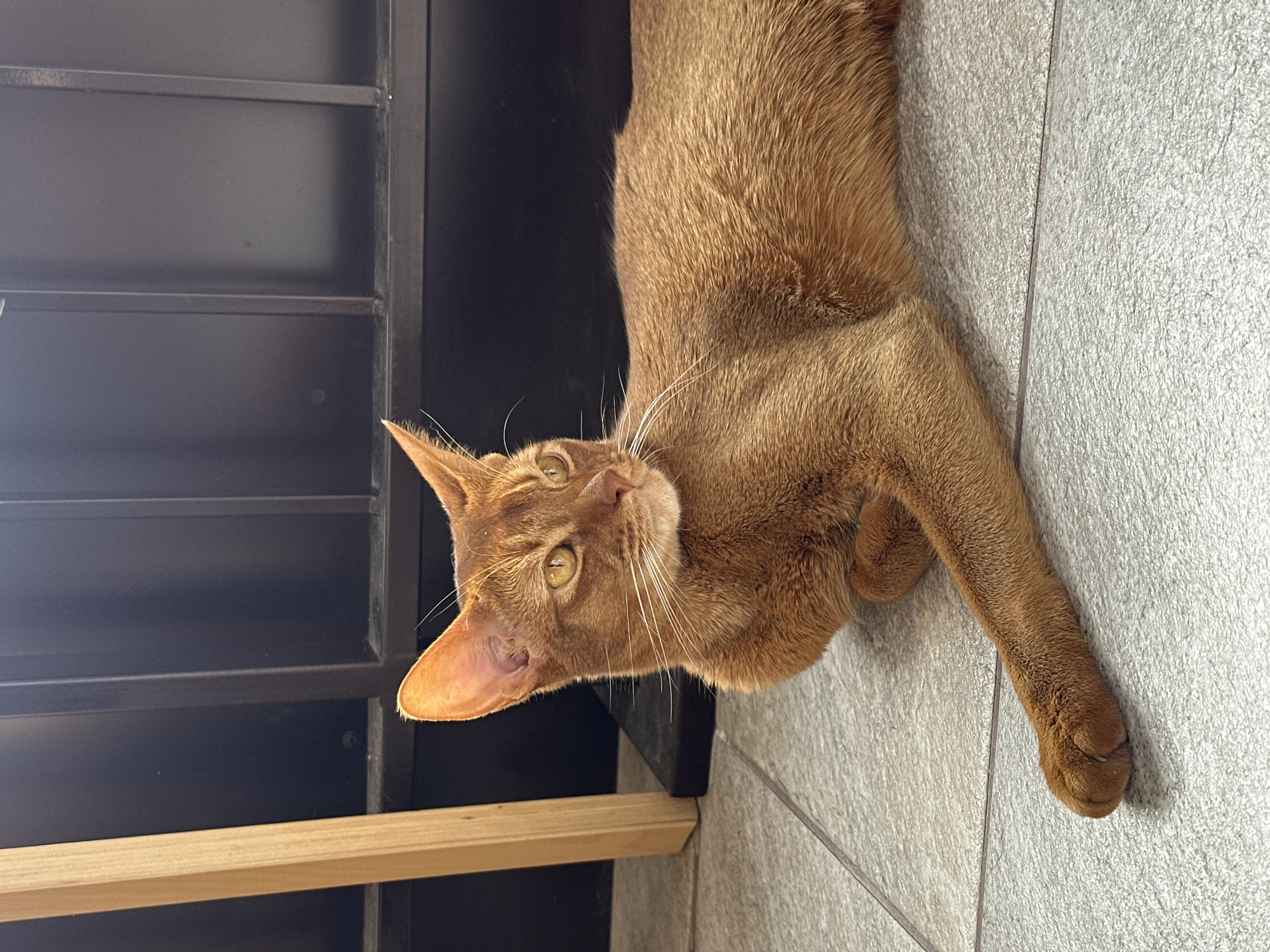 A russet-colored Abyssinian cat is lying on a light gray tiled floor adjacent to a black metal and wooden structure. The cat is facing upwards toward the camera with its head tilted, exposing its amber eyes and white whiskers. One paw is extended on the tiled floor. The background is out of focus. This image does not allow me to determine if it was taken in Kazan, Russia.