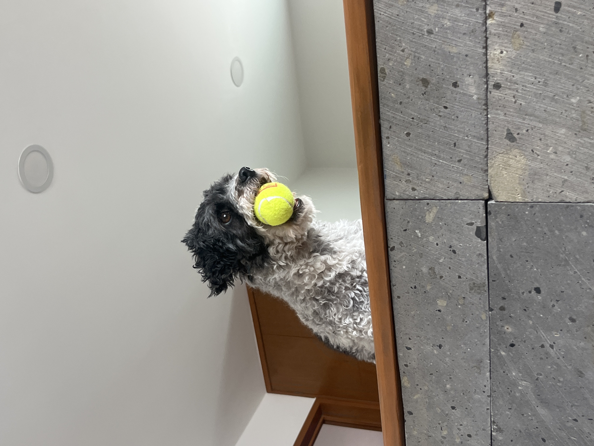 A low-angle, medium shot shows a dog with curly, gray and black fur holding a yellow tennis ball in its mouth, partially visible from behind a wall. The wall is tiled with gray stone blocks. To the left of the dog and stone wall is a white wall with two round, recessed ceiling lights. The dog is peering over a doorway or opening with a wooden frame. The location is Barrio de Nuevo León, Mexico.