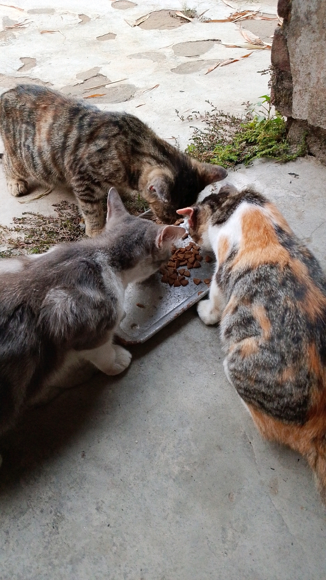 In Plemahan, Indonesia, three cats are gathered around a metal dish filled with kibble, eating their meal. A tabby cat, positioned at the back, has its head lowered into the food. To the left, a grey and white cat is also intently eating from the dish. On the right, a calico cat, with patches of orange, black, and white fur, is sharing the meal. The cats are on a concrete surface, with scattered dry leaves and some green vegetation visible in the background, suggesting an outdoor, possibly unkempt, area. A weathered brick wall is partially visible on the far right.