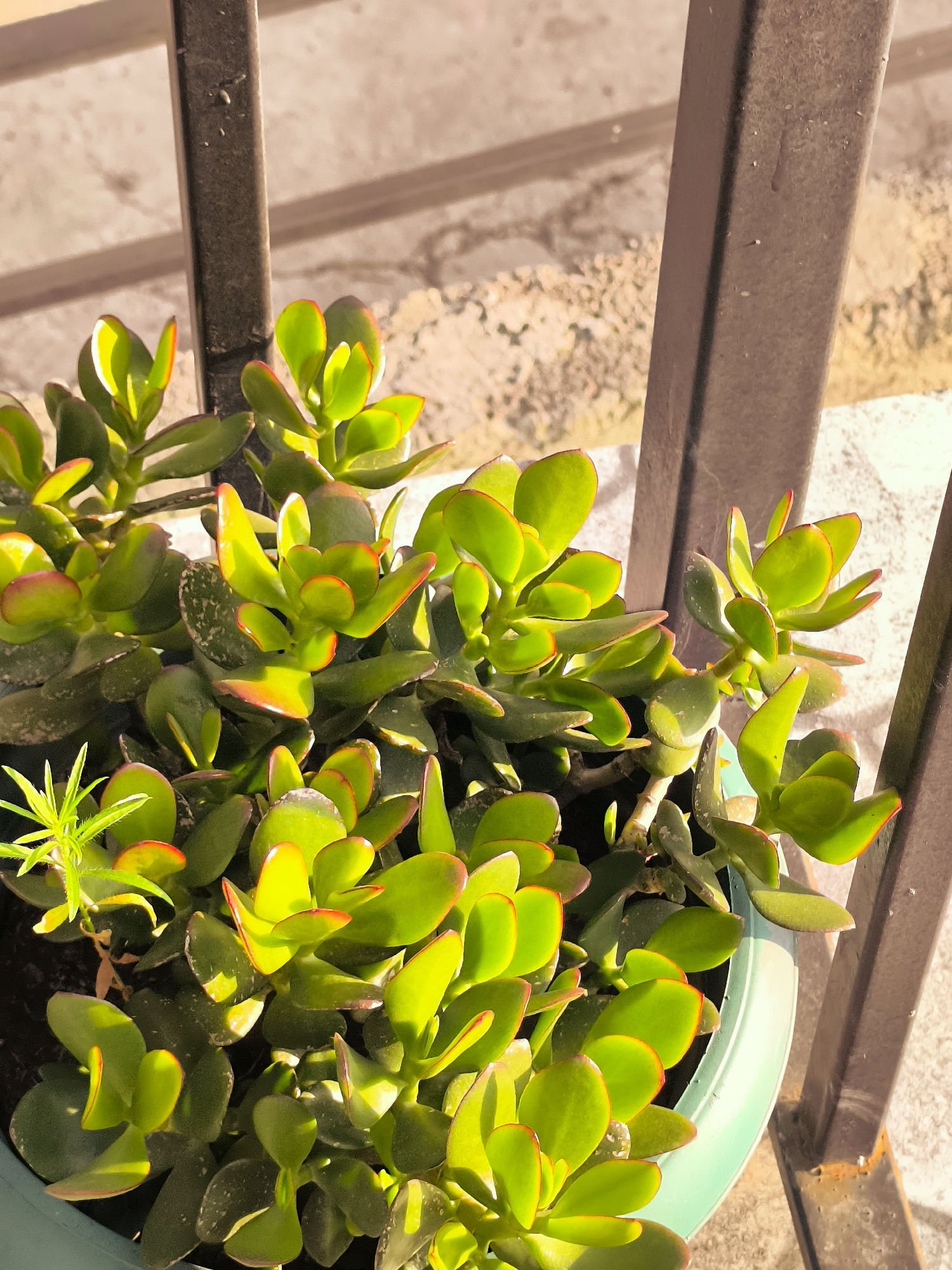 An outdoor, close-up shot showcases a pot of jade plants bathed in sunlight. The succulent leaves are a vibrant green, with some tinged red at the edges. The plants are contained within a light green pot, partially visible on the right side of the frame. Behind the plants, dark brown metal railings create a grid-like pattern against a light, textured background. The scene appears to be on a balcony or patio, given the railing and the outdoor lighting. There are no people or animals present.