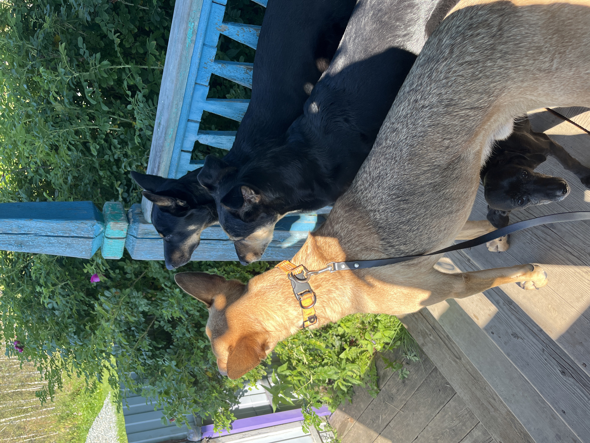 Three dogs are standing on wooden stairs on a porch, looking outwards. The dogs appear to be of different breeds and sizes. One dog is tan and brown, wearing a yellow collar, and is in the foreground. Behind it, two black dogs are visible. A smaller black dog is partially visible underneath the tan and brown dog. The porch has a weathered blue railing. In the background, there is green foliage, including a bush with pink flowers, and a fence. The scene is illuminated by sunlight, creating shadows on the wooden steps. The location is the city of Nizhny Tagil, Russia.