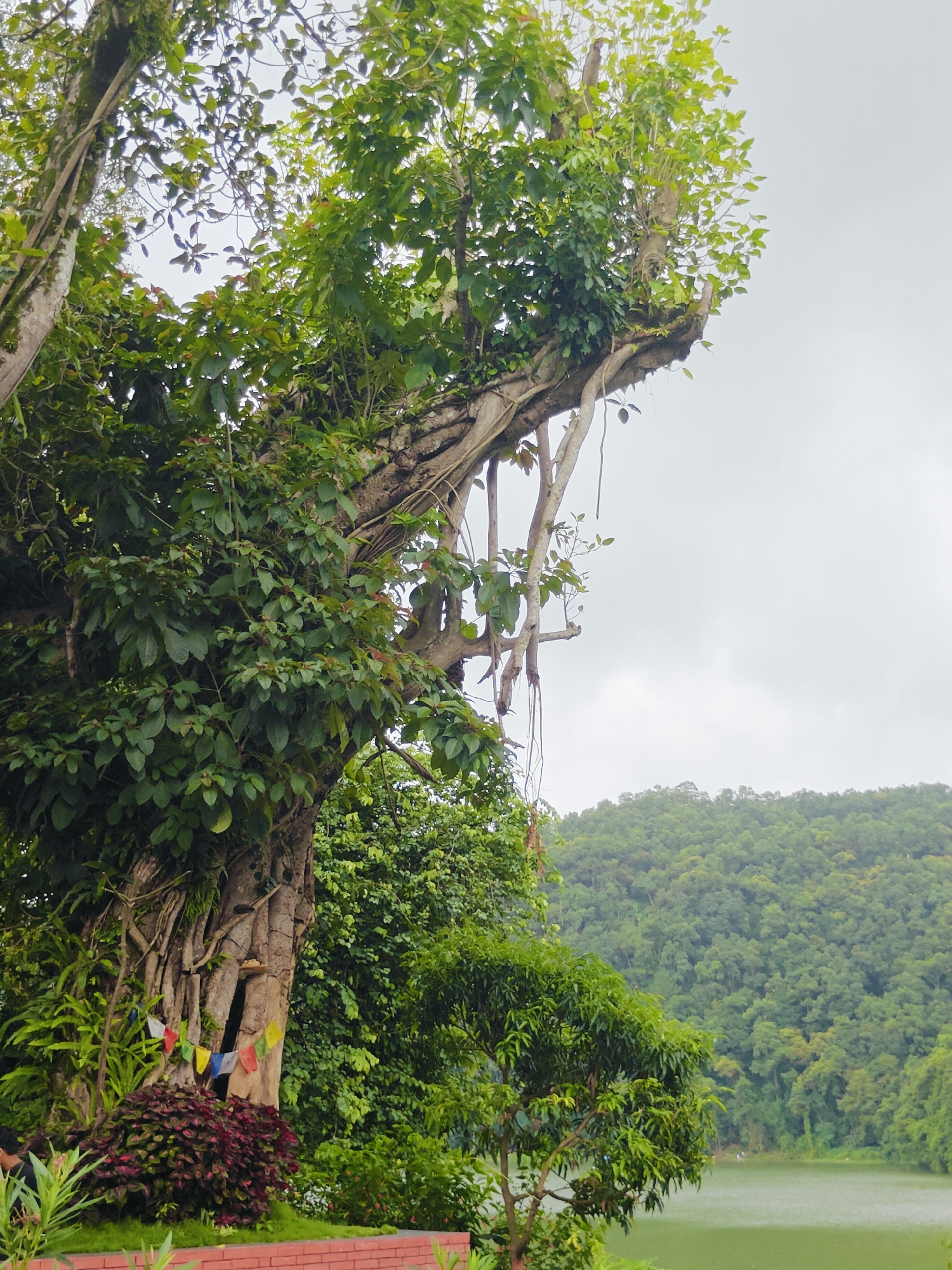 The image depicts a lush, verdant landscape near a body of water, likely Phewa Lake in Pokhara, Nepal, given the prominent hills and vegetation. In the foreground, a large, ancient tree with exposed roots dominates the scene. Its trunk is thick and gnarled, with a hollow opening adorned with colorful prayer flags. The tree is heavily draped with vines and smaller plants, creating a rich tapestry of green. To the left of the tree, a person is partially visible, wearing dark clothing. Behind the tree, a dense forest covers the rolling hills, stretching towards a hazy sky. The water in the distance is a muted green, reflecting the overcast sky. The overall impression is one of natural beauty and tranquility.