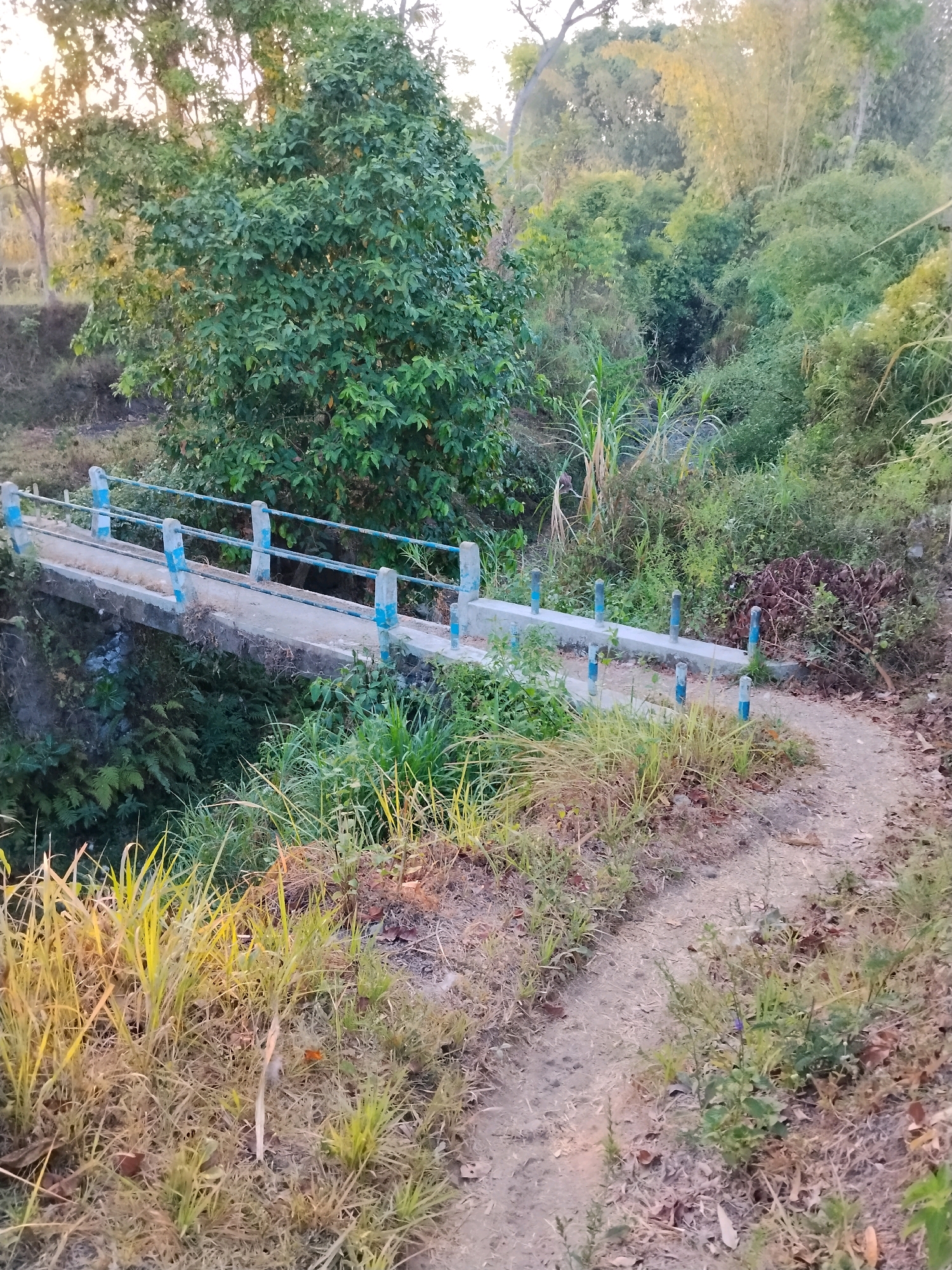 The image depicts a rural scene in Panggungan, Indonesia, featuring a small concrete bridge crossing a ditch or small waterway. The bridge has blue and white railings. A dirt path curves away from the bridge, leading into a lush, vegetated area. The surroundings are dominated by trees, bushes, and tall grasses, with some evidence of dry foliage on the ground. The lighting suggests it is either early morning or late afternoon, with the sun casting a warm glow on the vegetation. There are no people or animals visible in the frame.